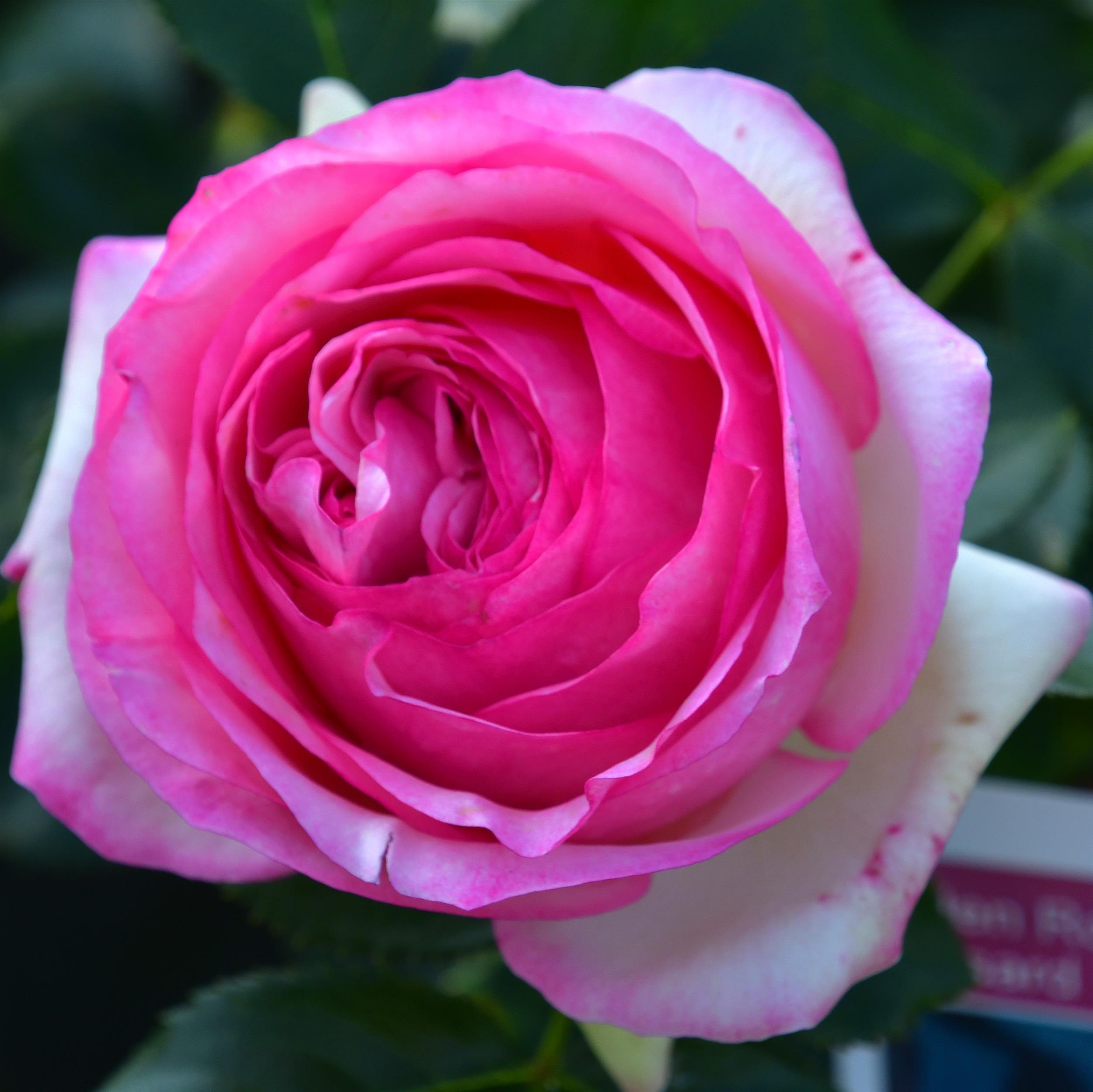 Eden Rose 85/ Pierre de Rosard - Stammrose 90 cm