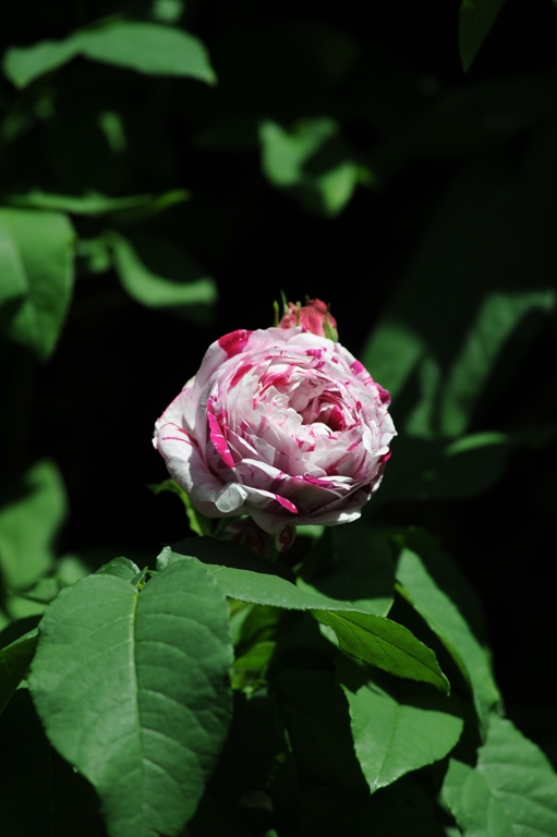 Variegata di Bologna