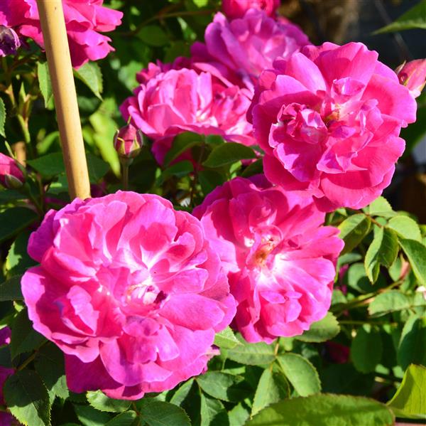 Futtacker Schlingrose