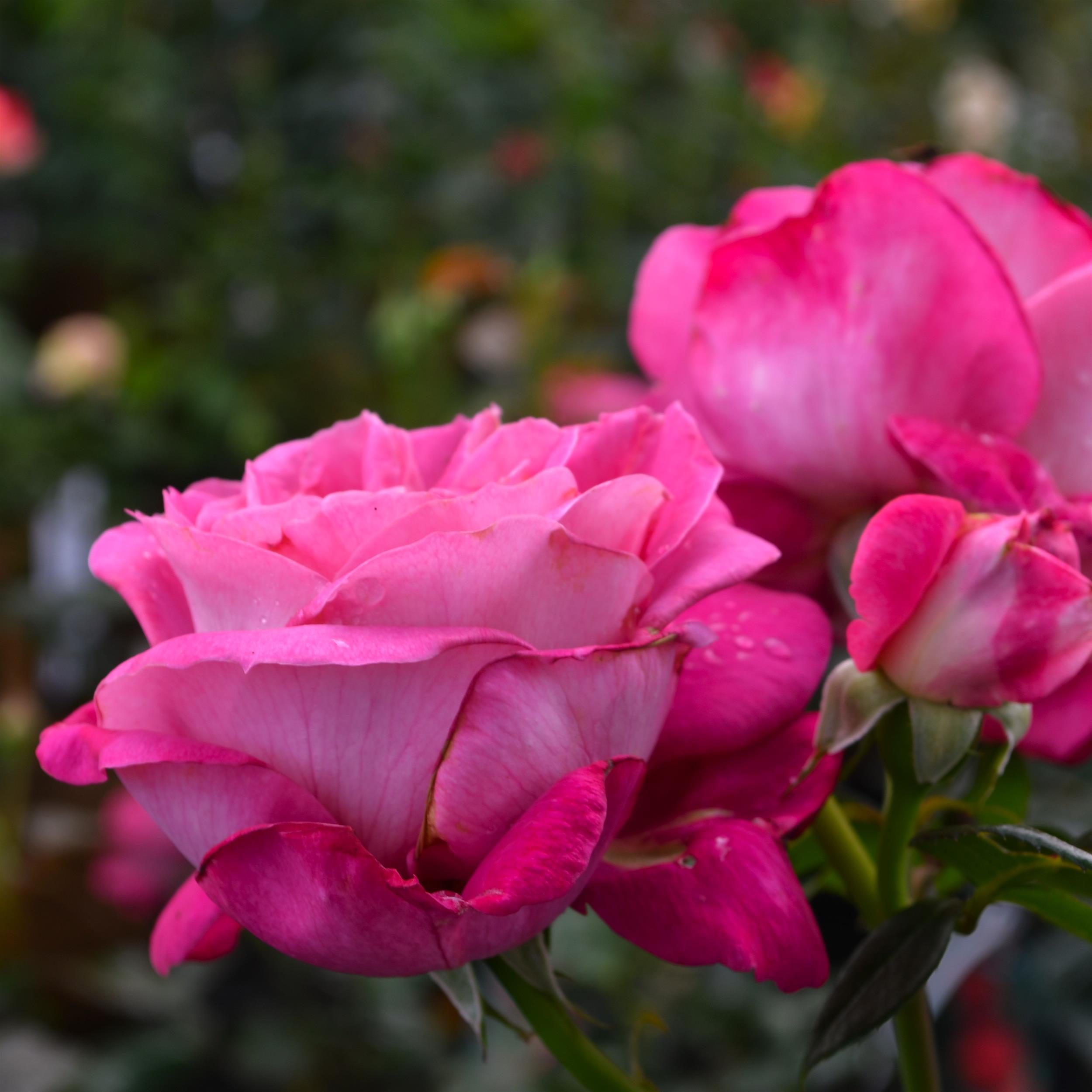 Baronne E. de Rothschild