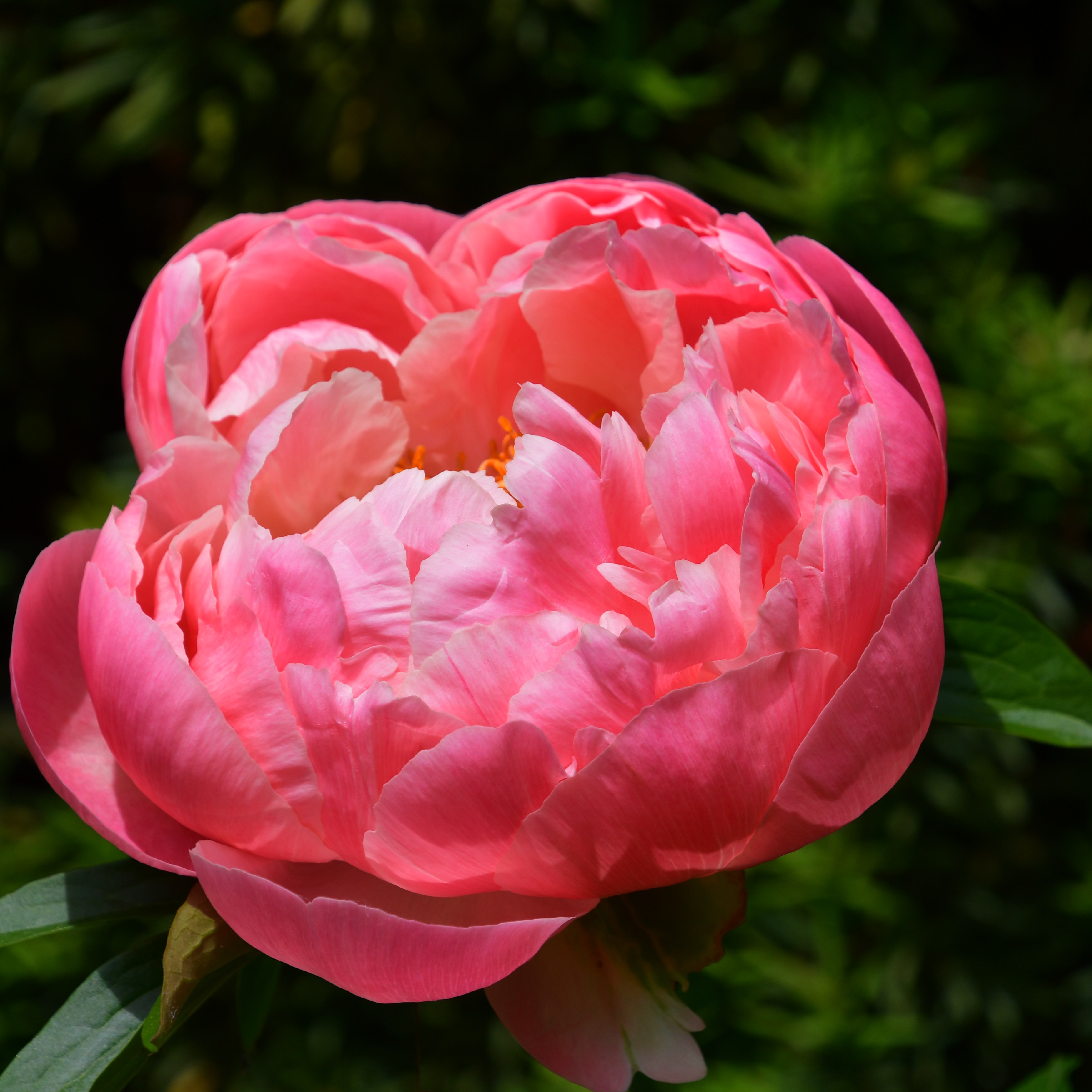 Paeonia lactiflora Coral Sunset C2