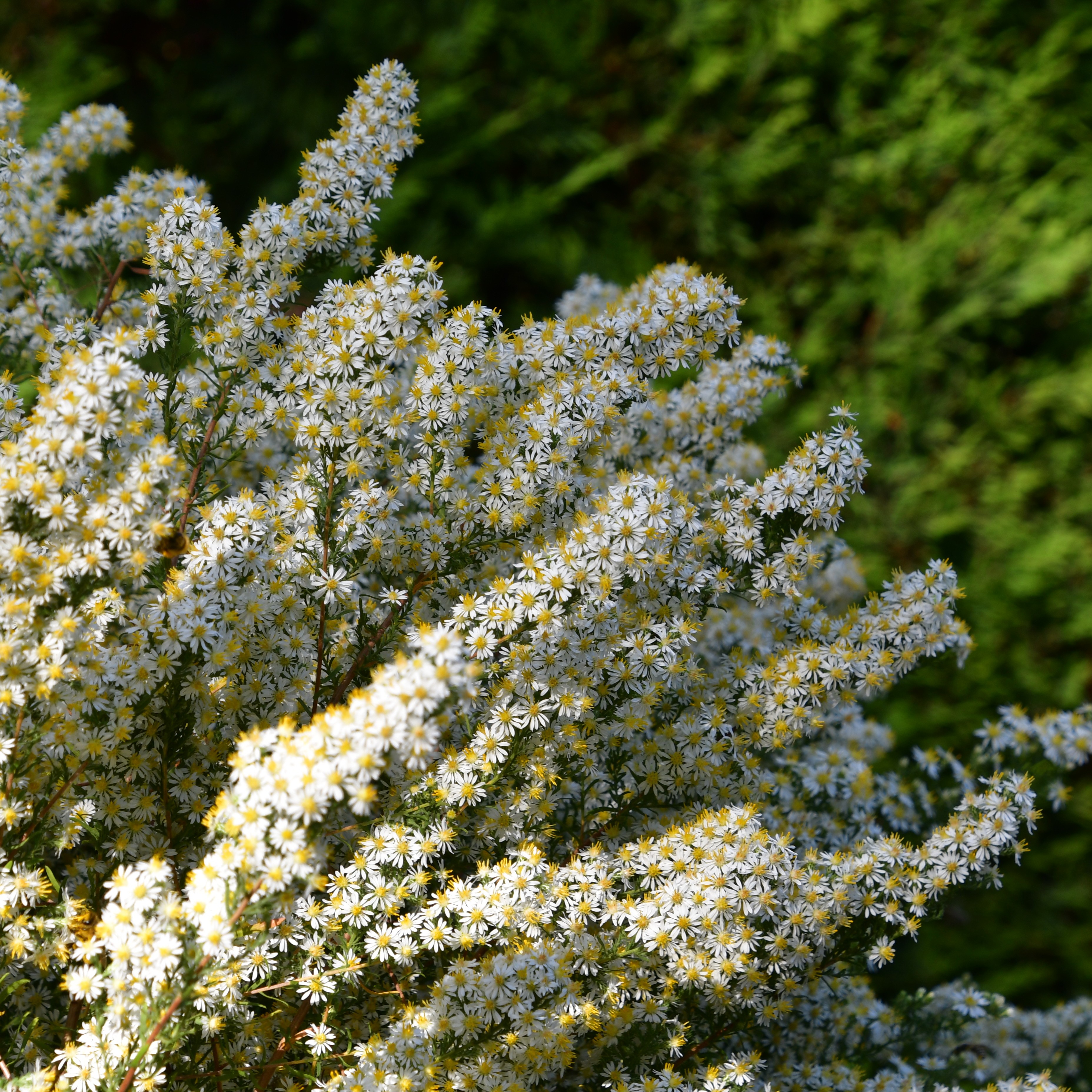 Aster ericoides 'Schneegitter' 1L