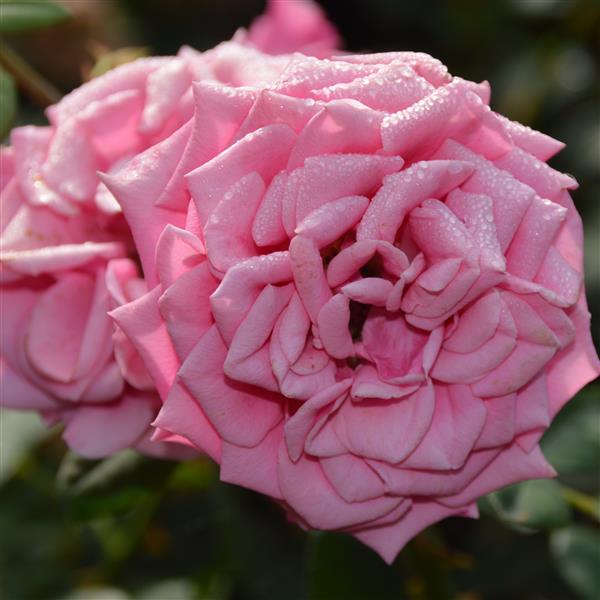 Rajah´s Rose