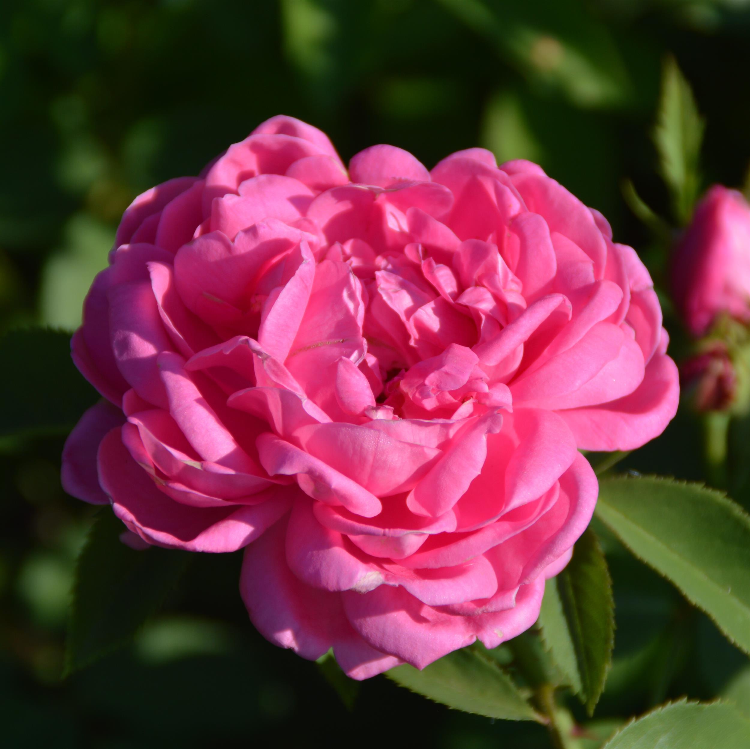 Swiss Damask