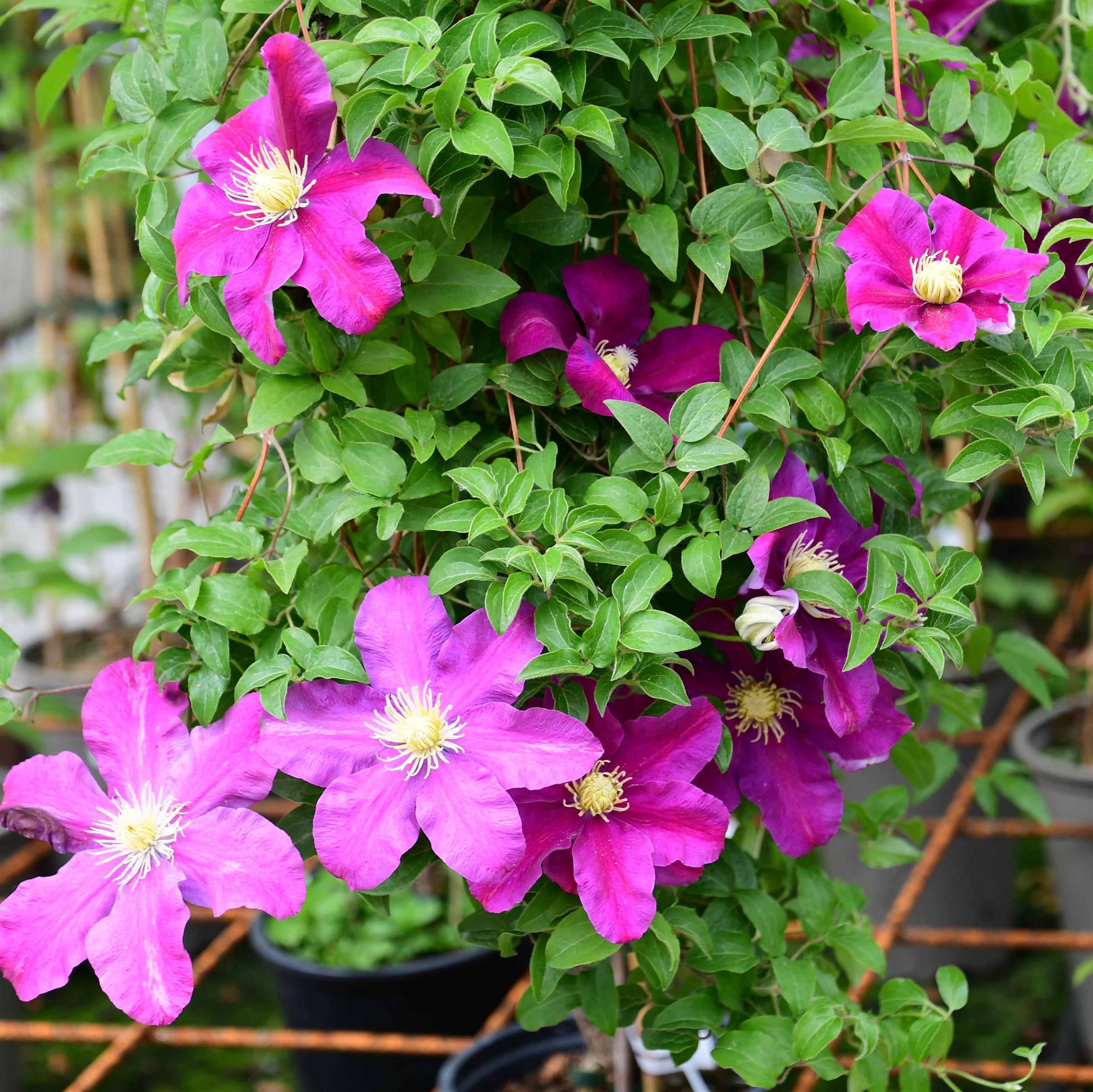 Clematis hyb. `Sunset`