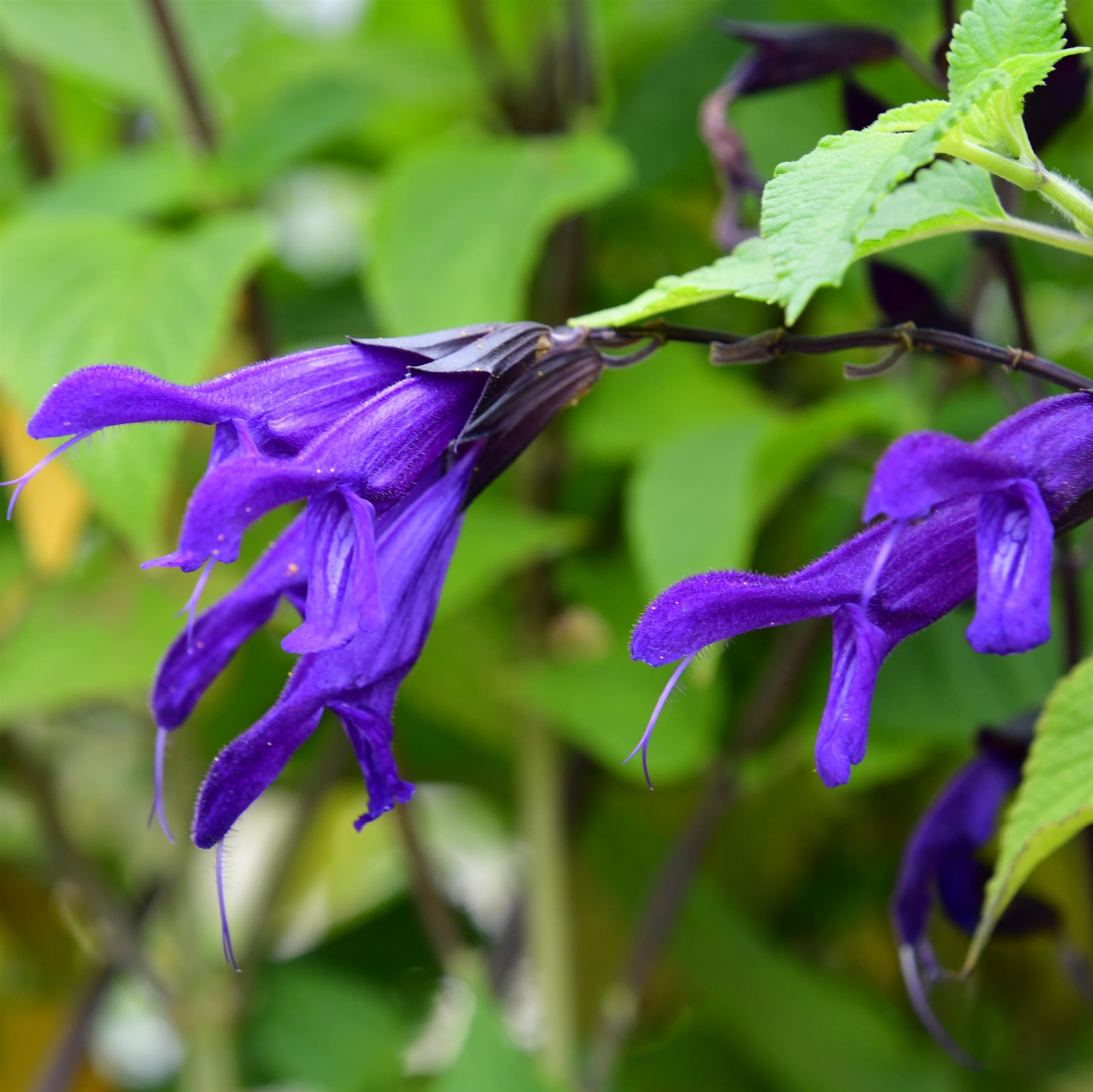 Salvia Amistad 3L