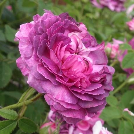 Belle de Crecy
