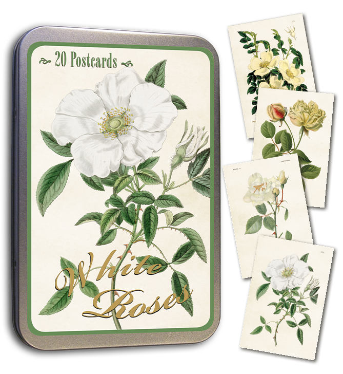 Weiße Rosen Postkarten  in Dose