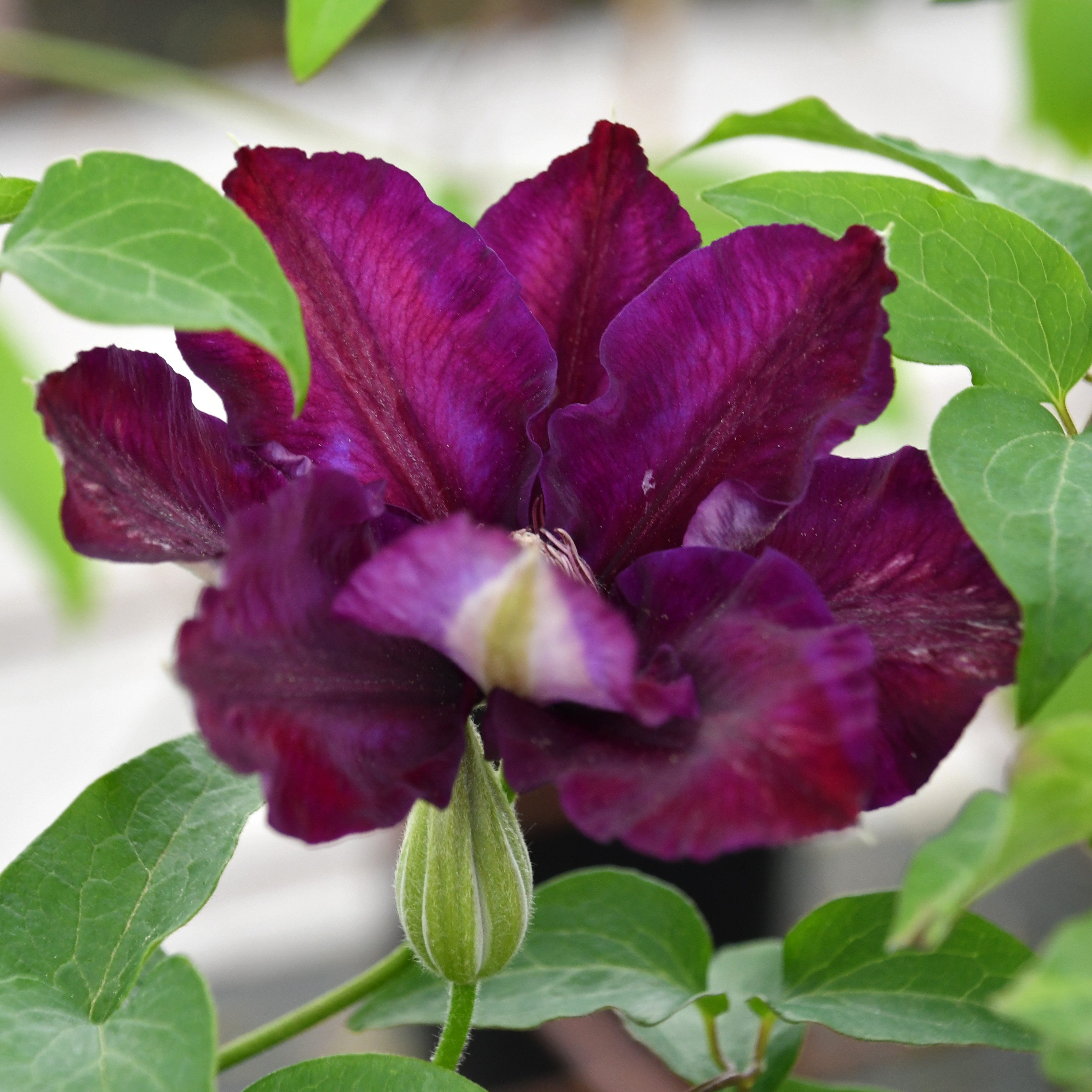 Clematis Hyb. Julka