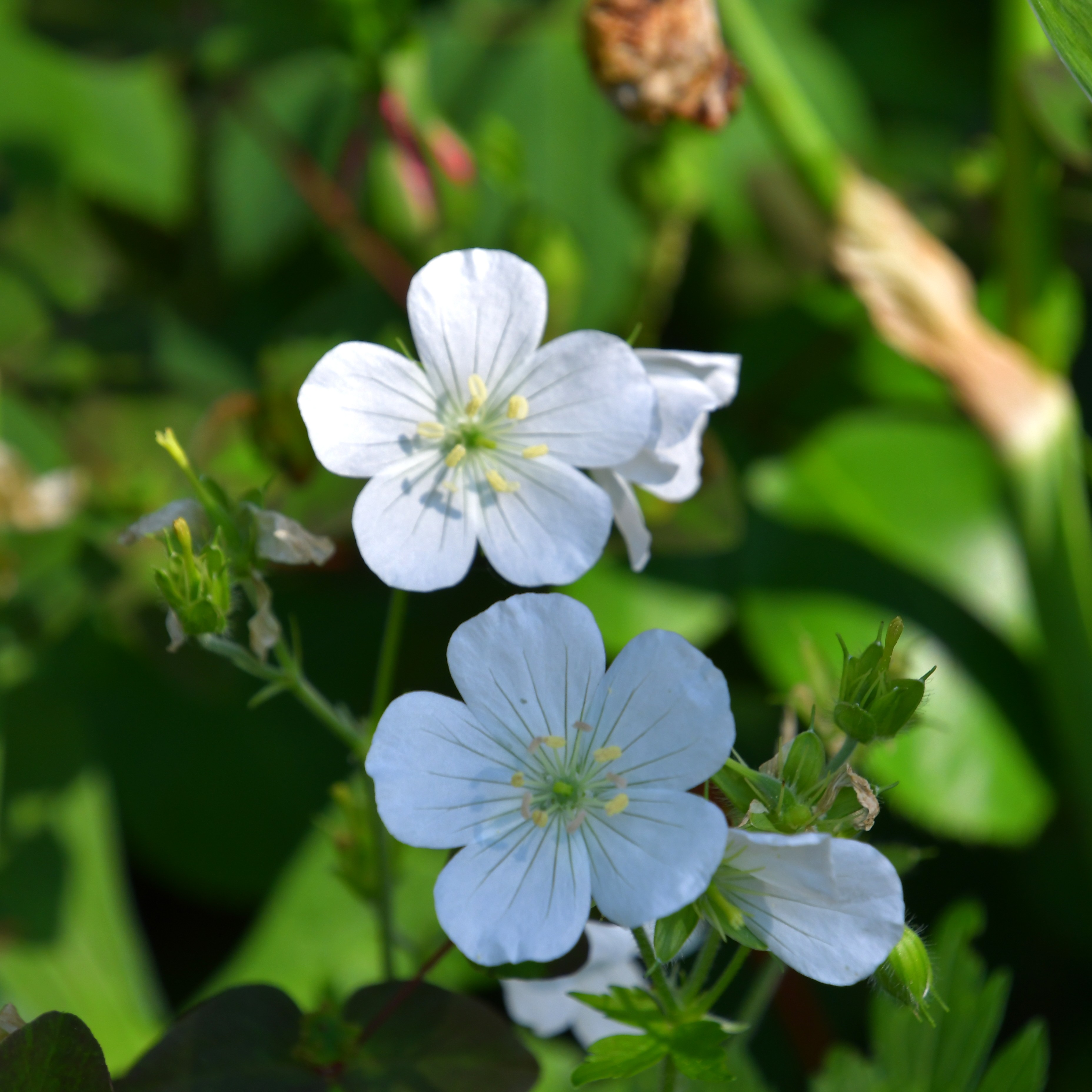 Geranium maculatum 'Album' 1L