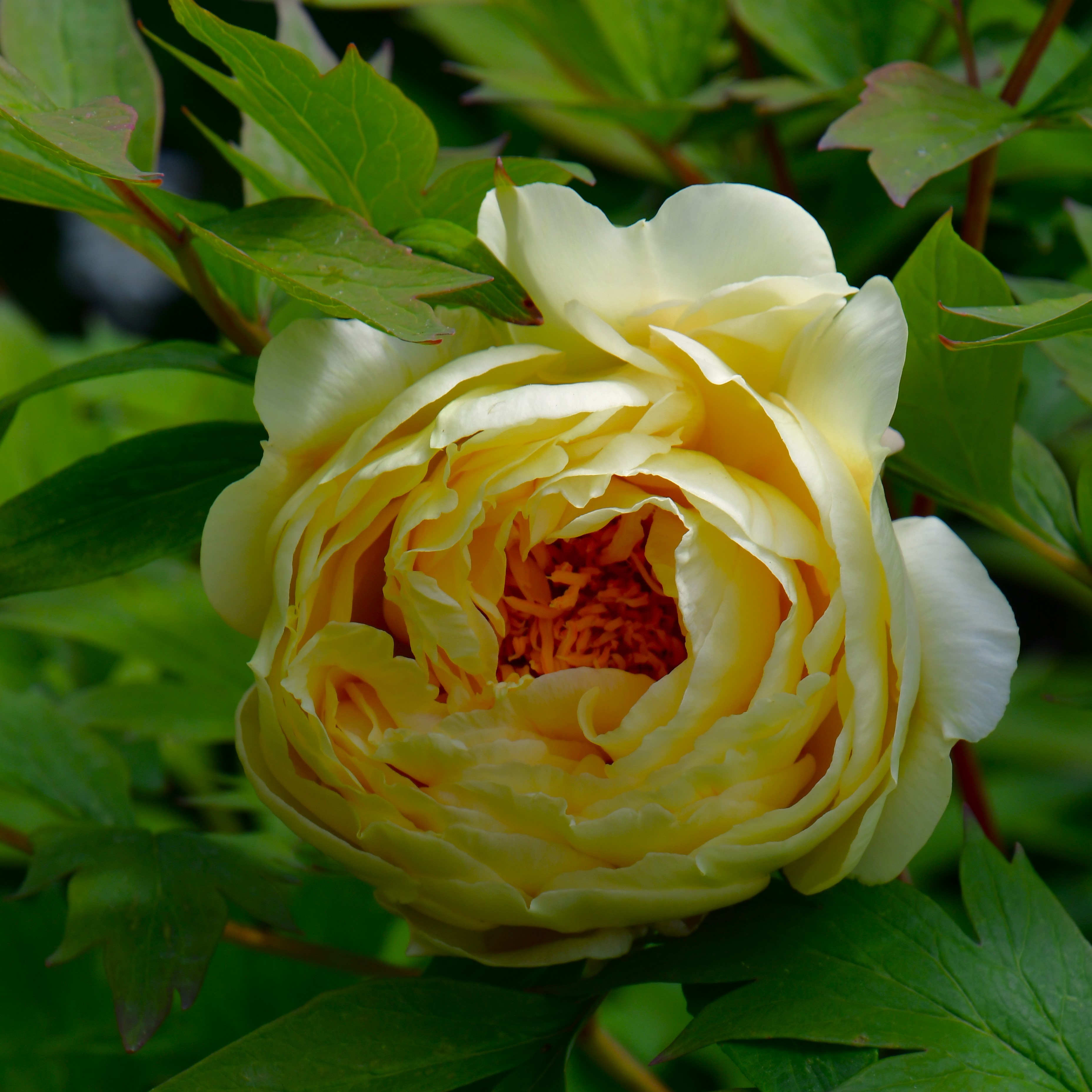 Paeonia suffruticosa Hai Huang