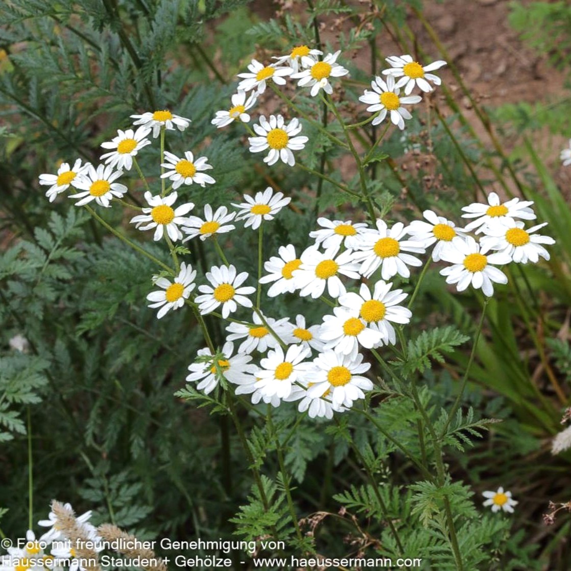 Tanacetum corymbosum 1L