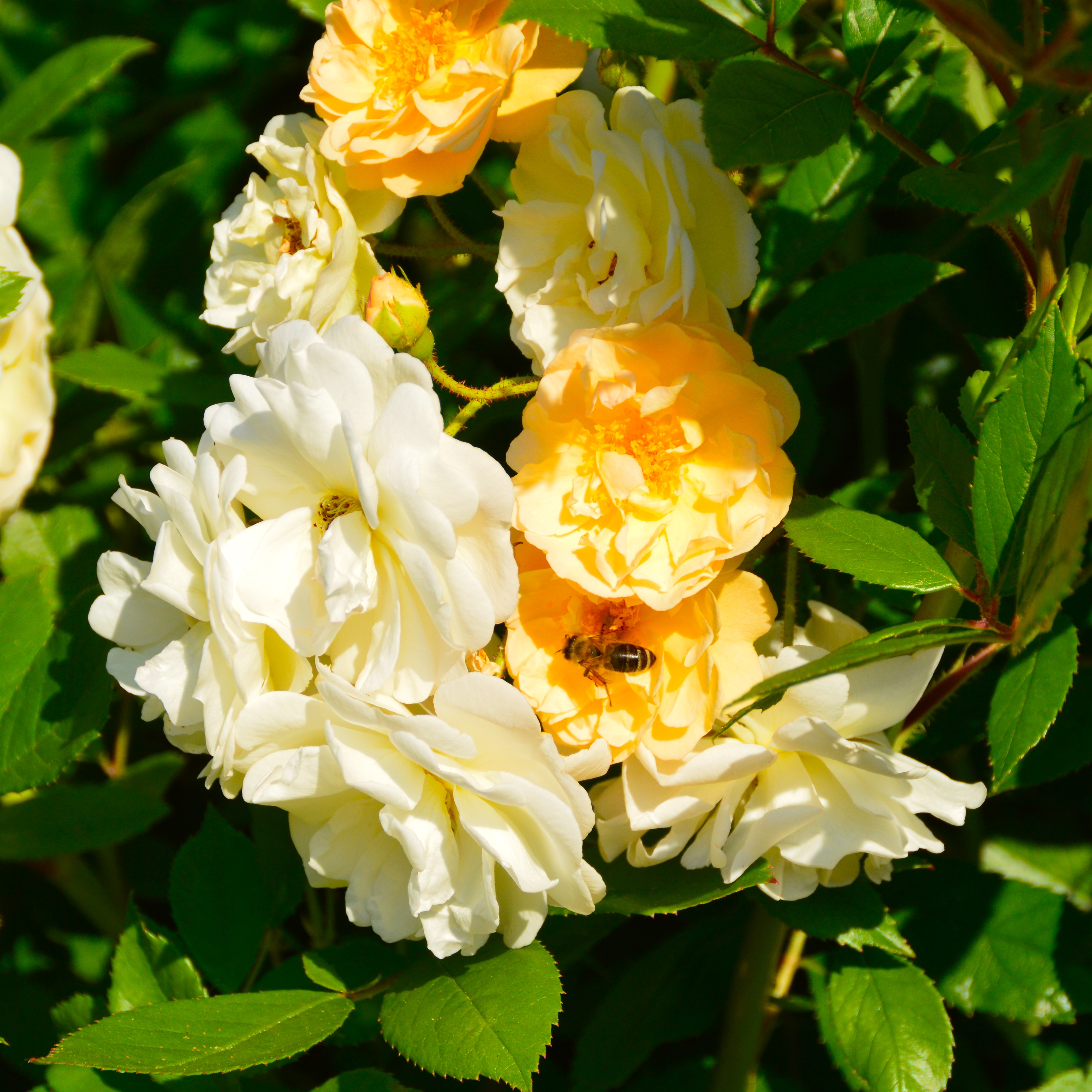 Ghislaine de Feligonde