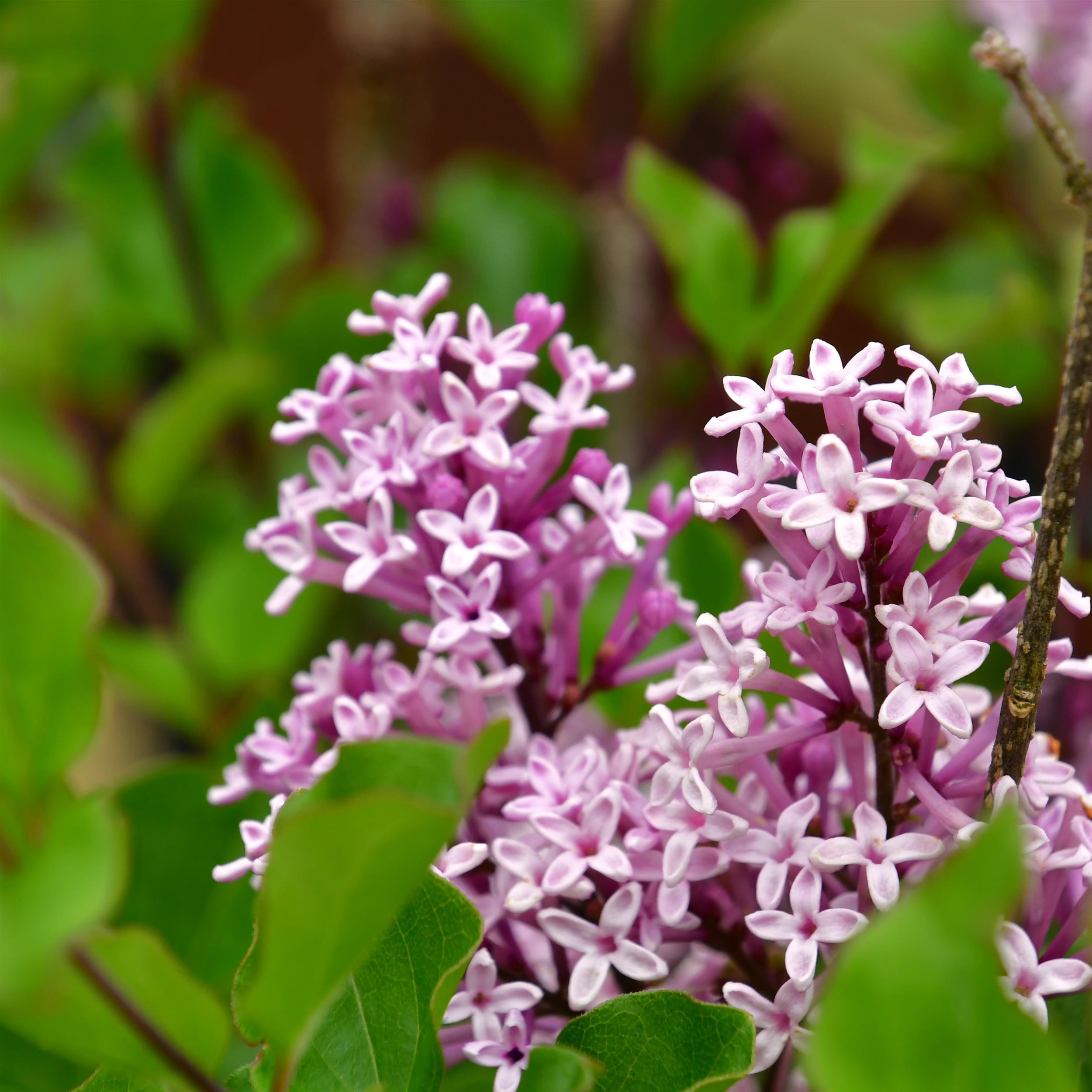 Syringa meyeri 'Palibin'