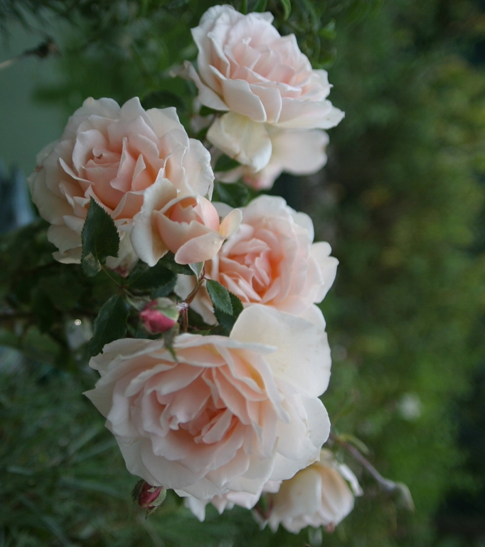 Clair de Lune