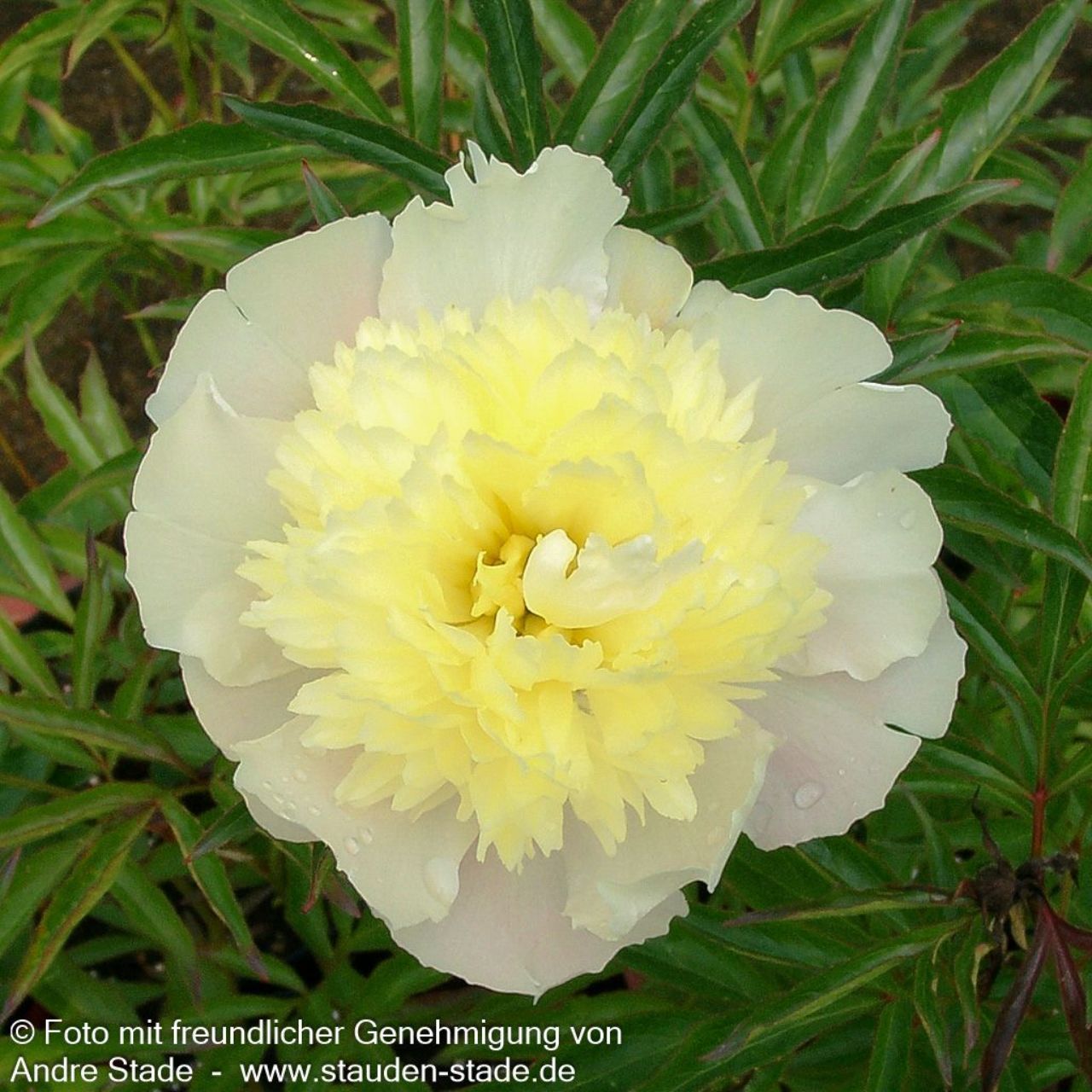 Paeonia lactiflora - Hybride Primevere C2
