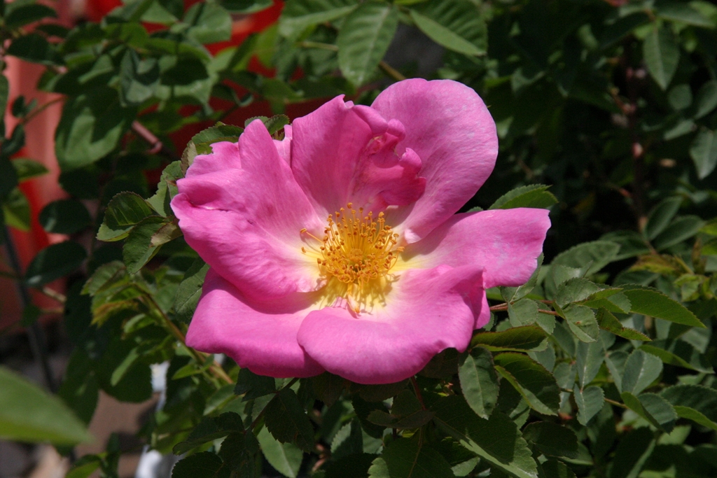 Marguerite Hilling