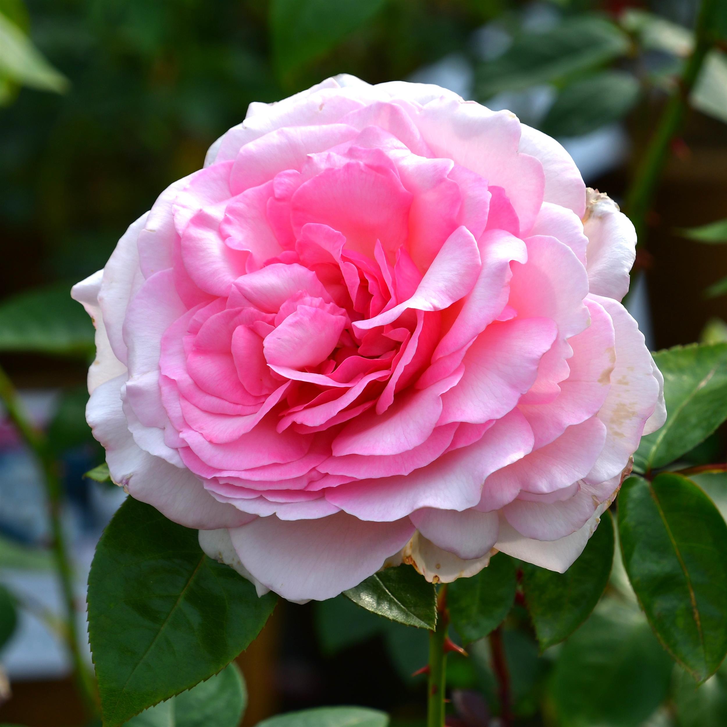 Alexandra Princesse de Luxembourg