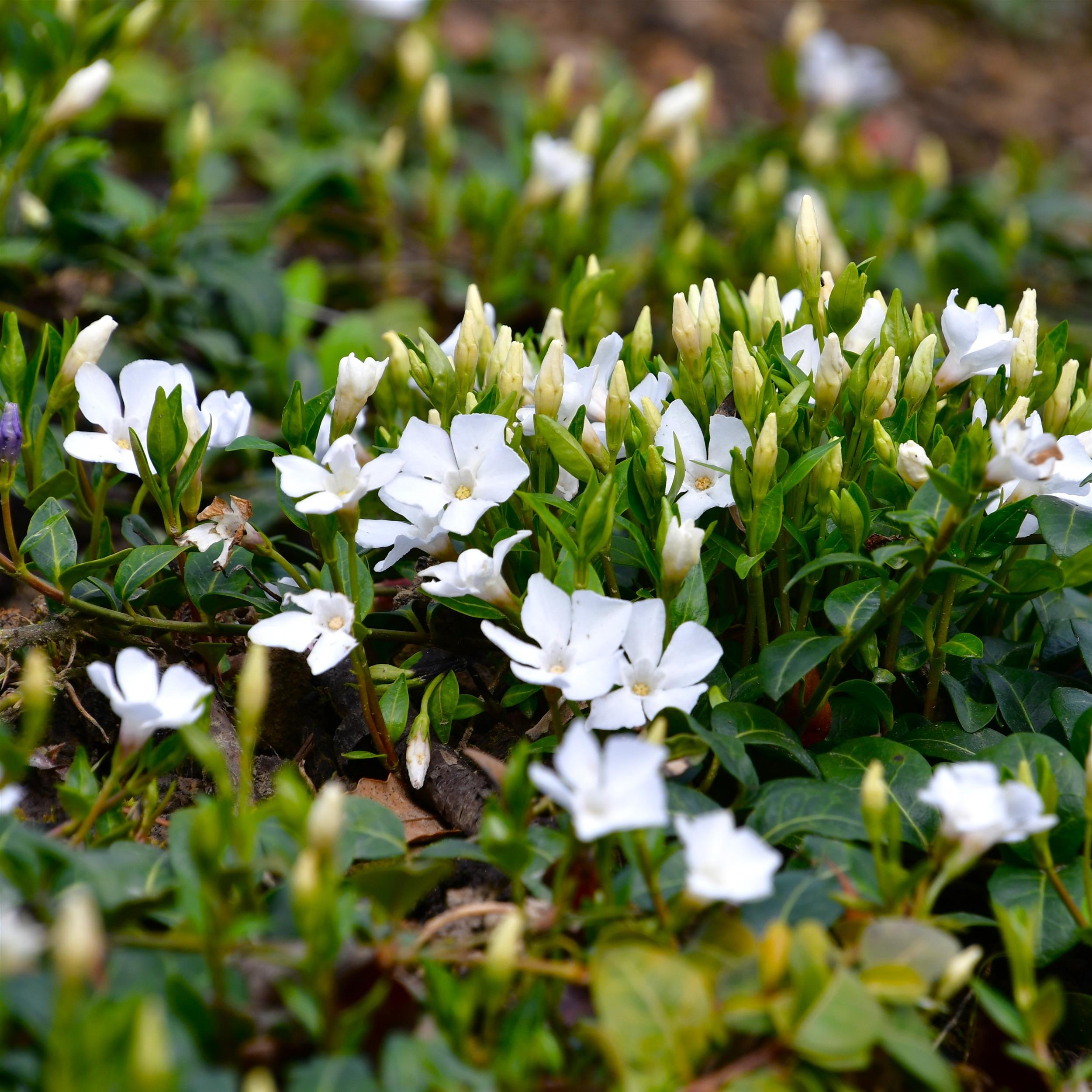 Vinca minor 'Alba'