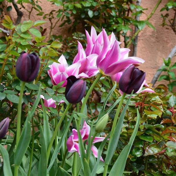 Tulpe Queen of Night