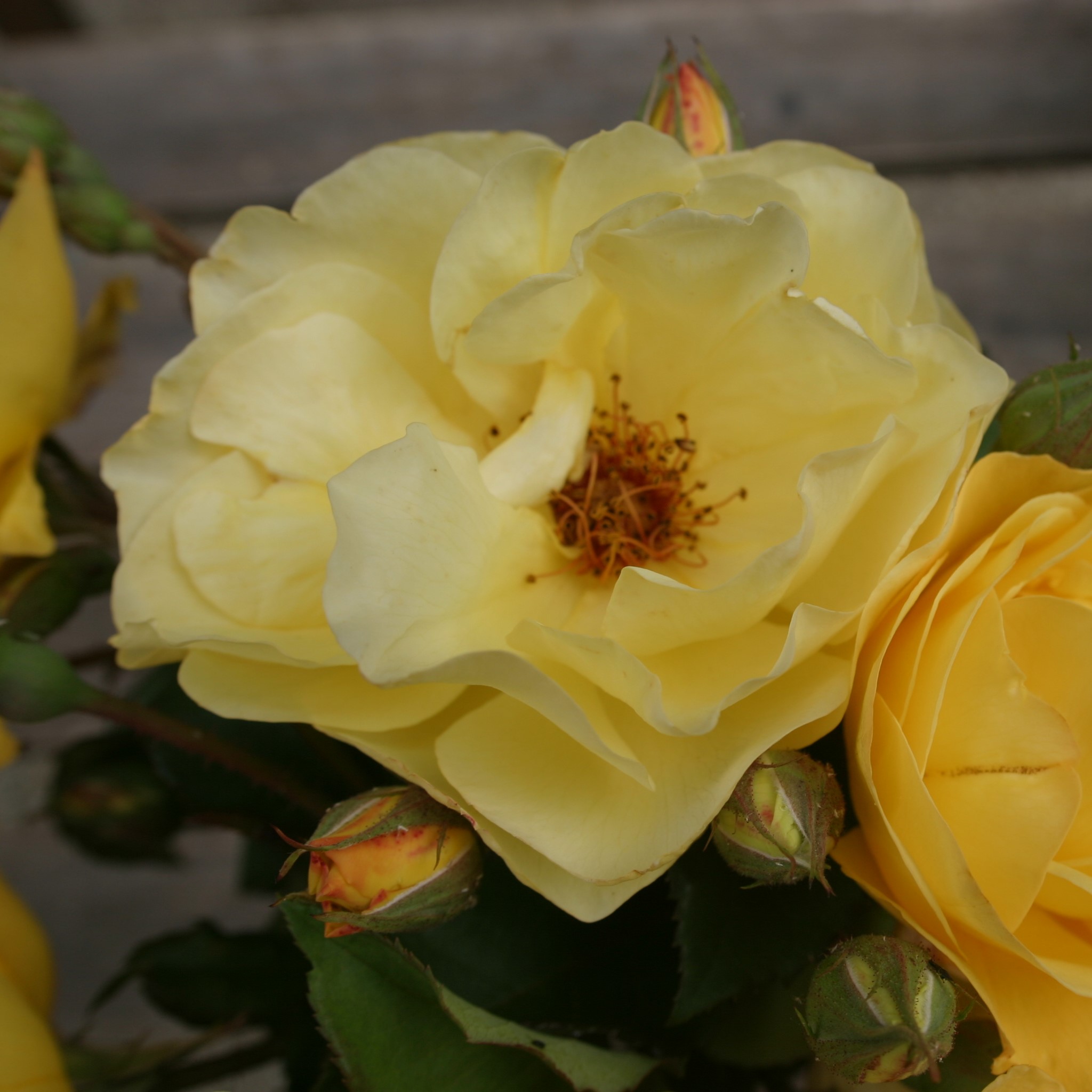 Kingcup / Big Buttercup