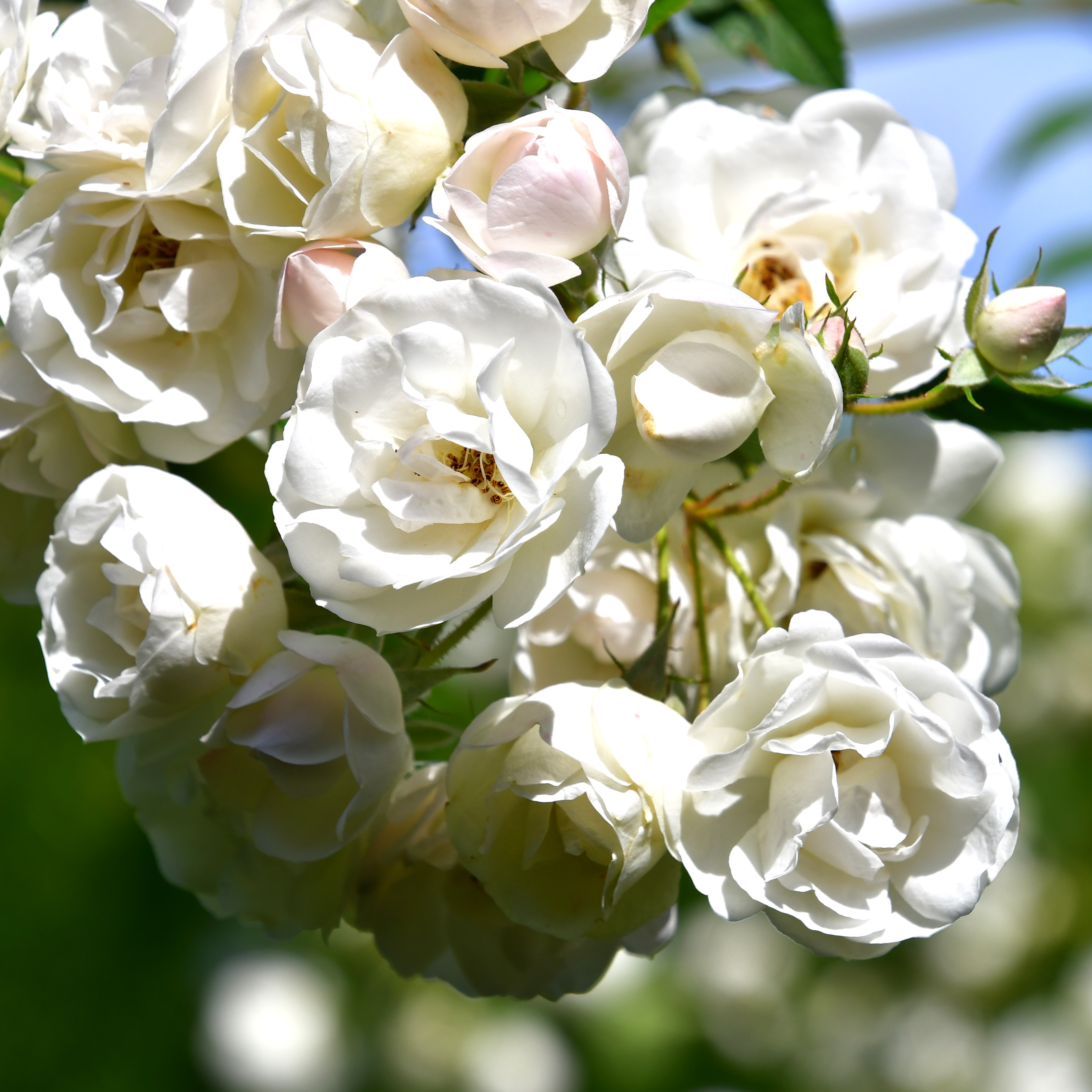 3 x Blushing Bride im Bio-Container