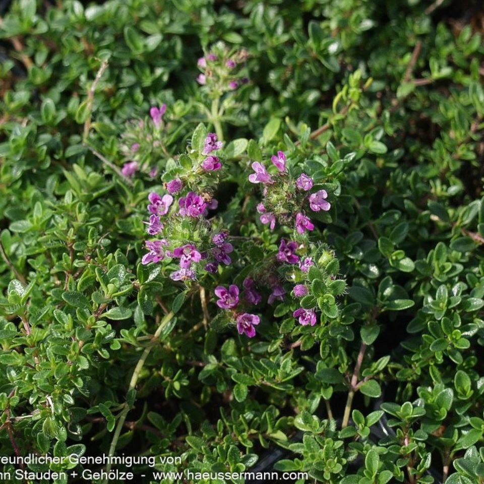 Thymus praecox 'Creeping Red' 1L
