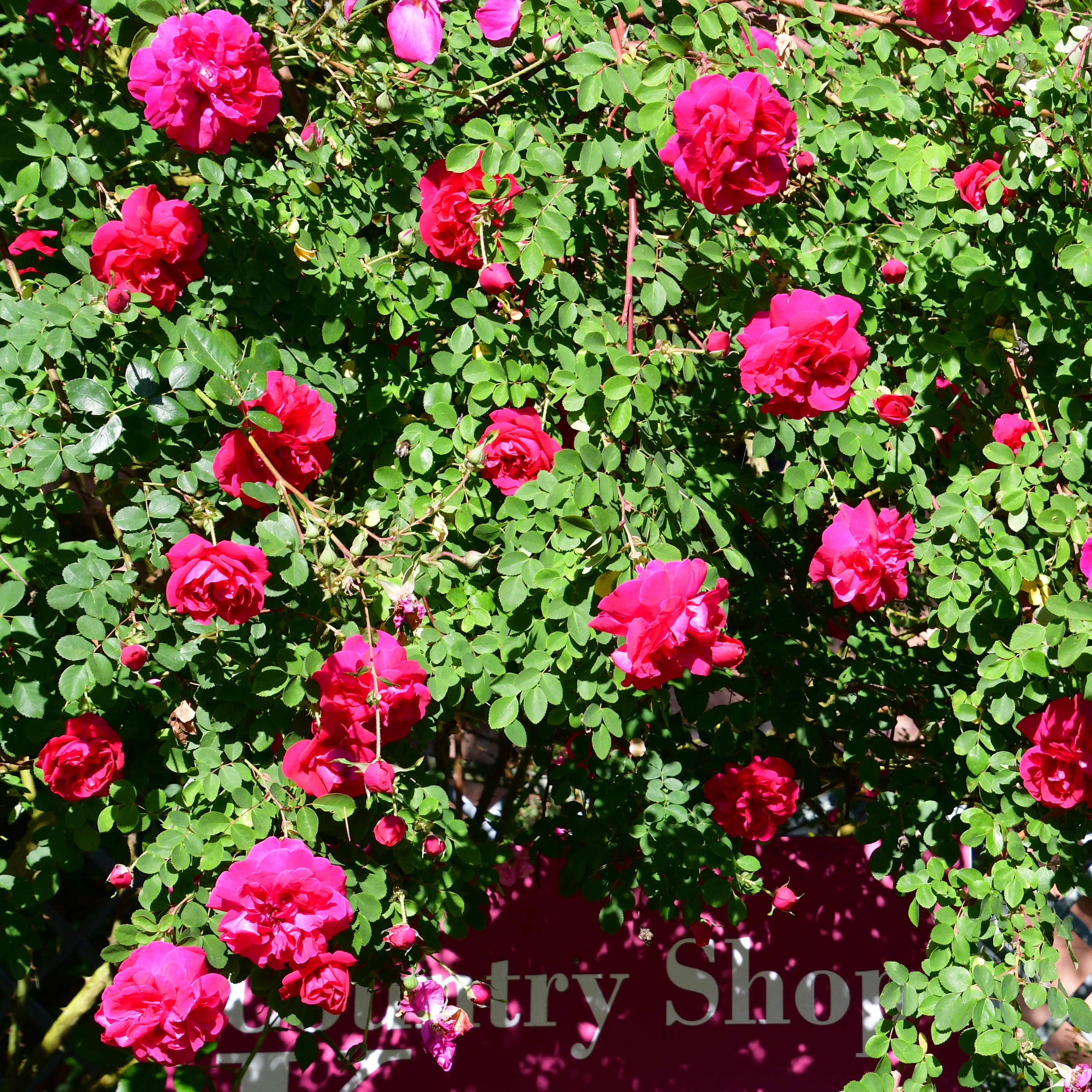 Cerise Bouquet