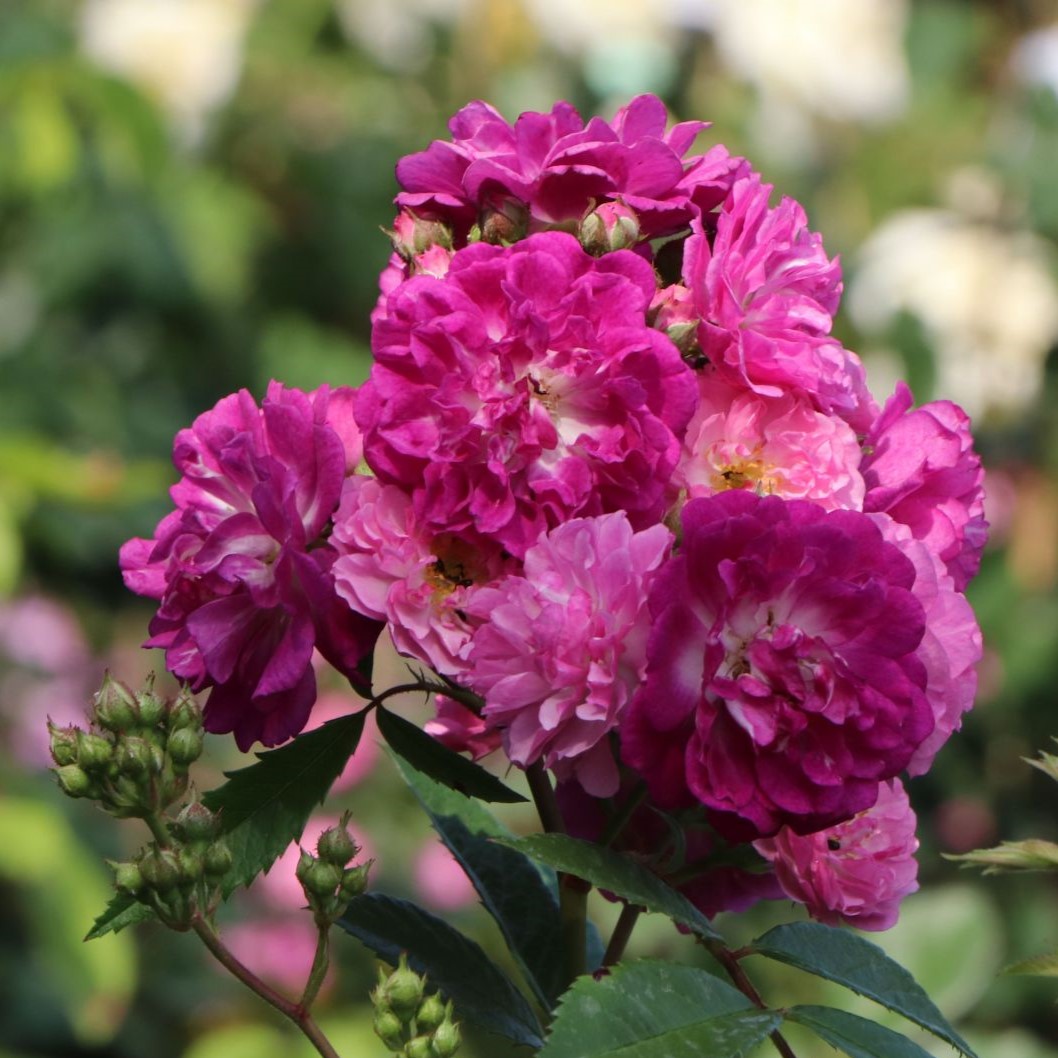 Perennial Blue - Stammrose 110 cm