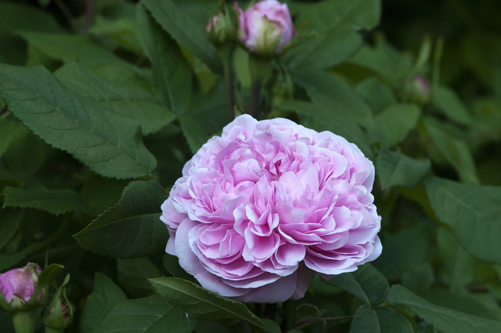 Jacques Cartier