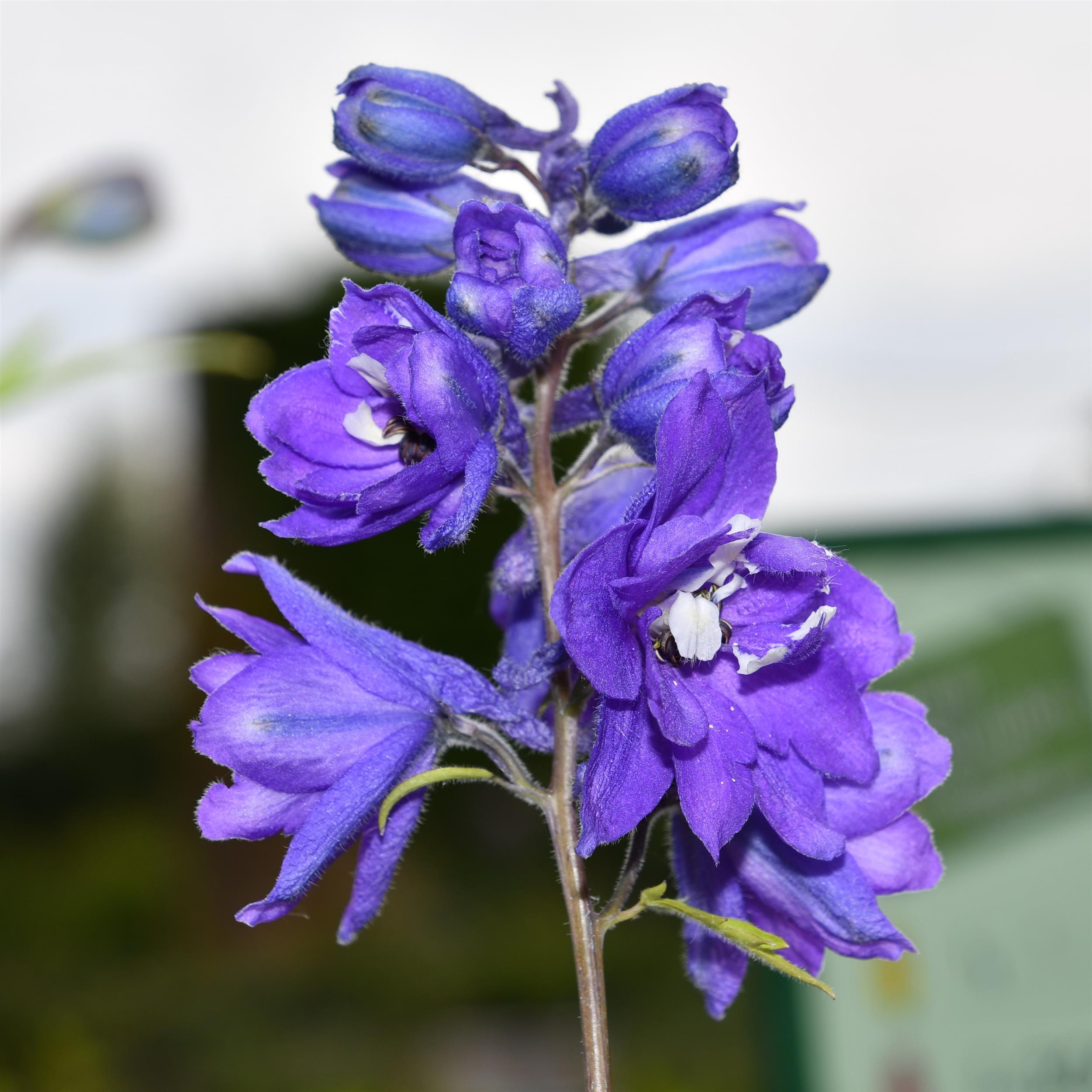 Delphinium `Magic F´dunkelblau Biene 3L
