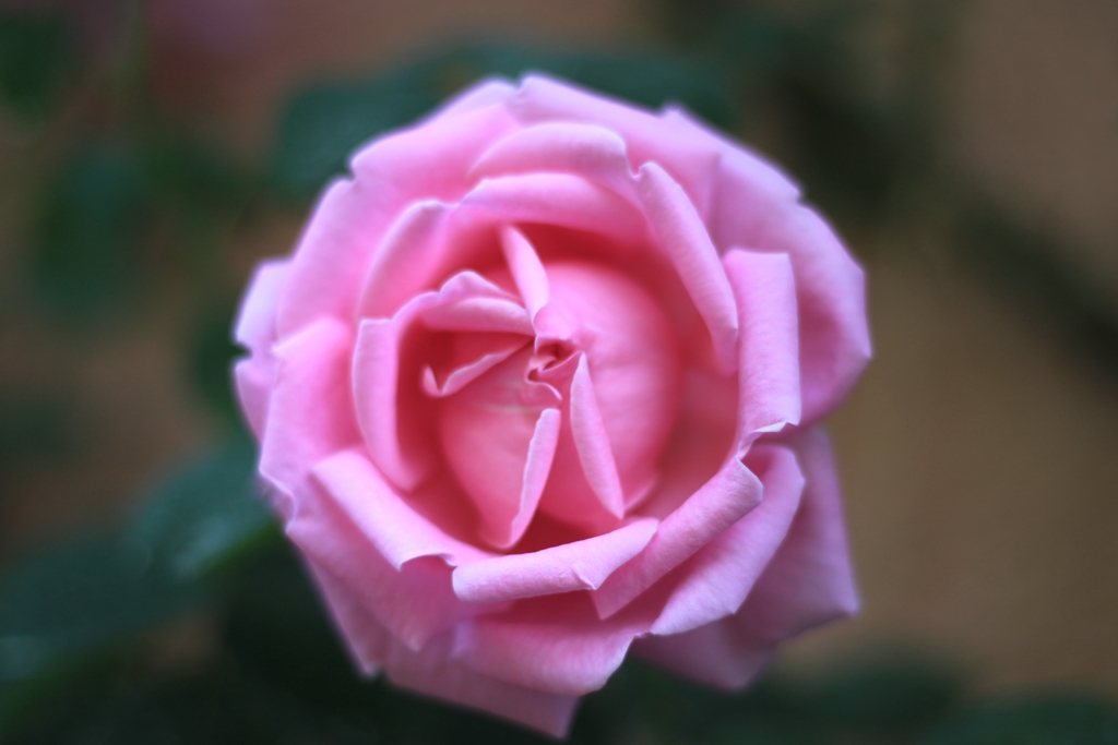 Mme Caroline Testout