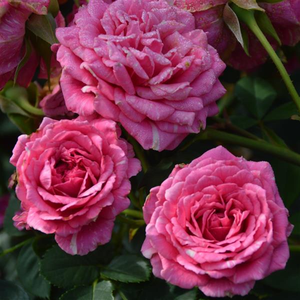 Rajah´s Rose