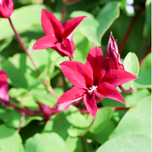 Clematis tex. Gravetye  Beauty
