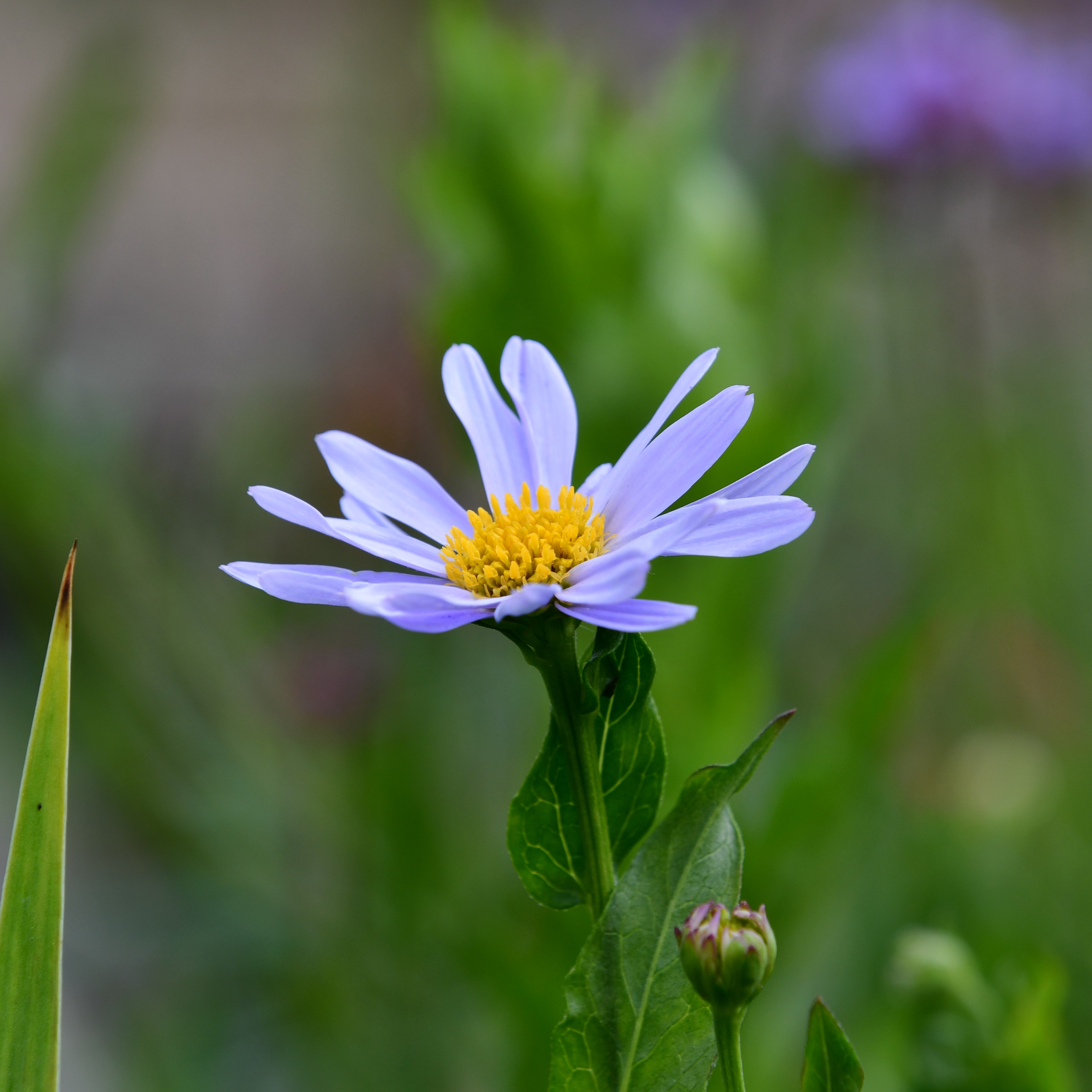 Kalimeris incisa 'Blue Star 1L