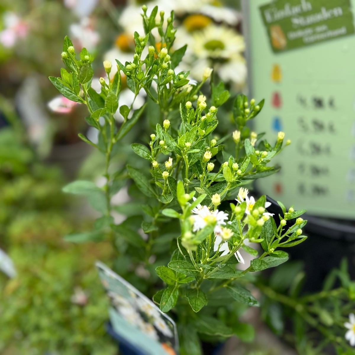 Aster ageratoides Starshine 1L