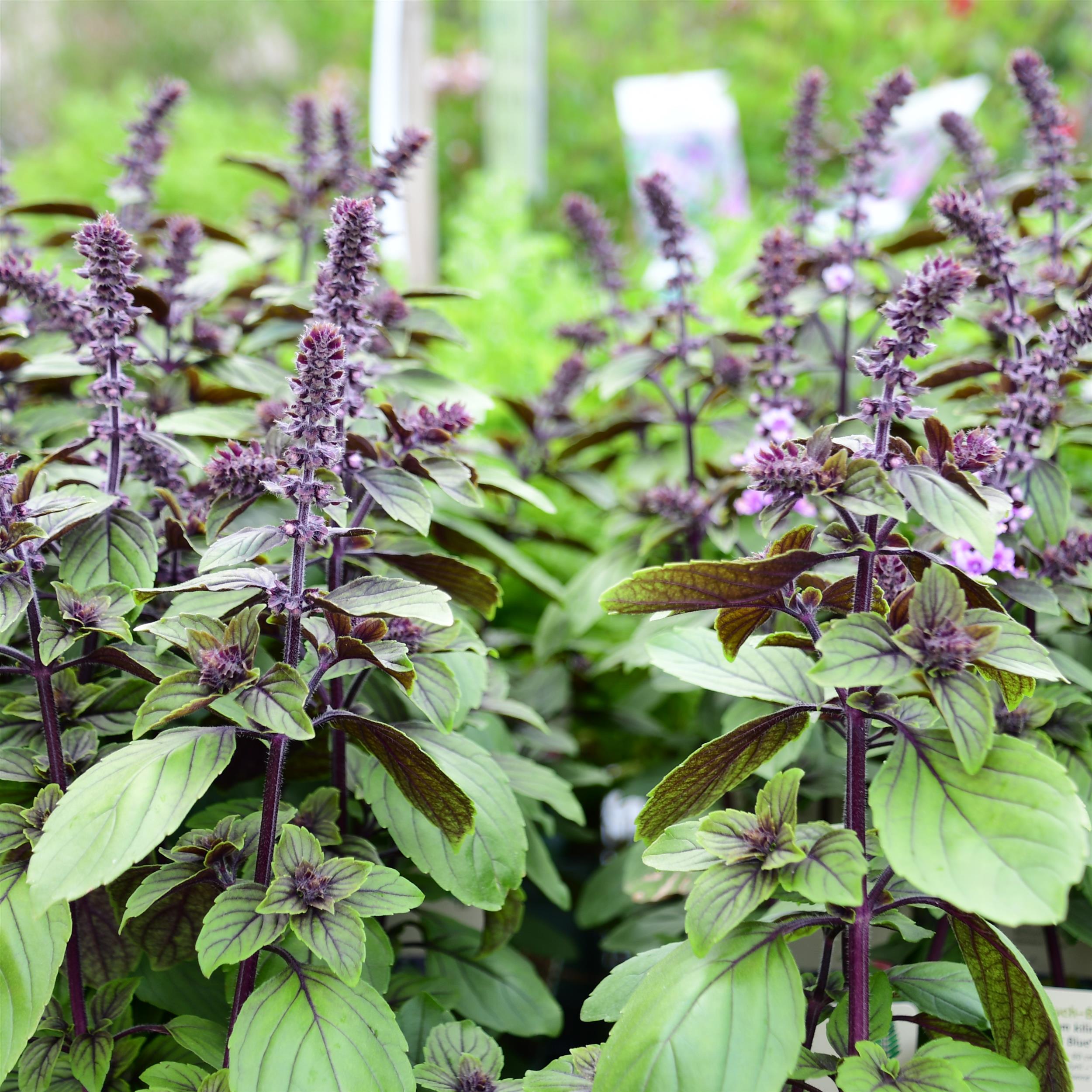 Ocimum basilicum 'Magic Blue'