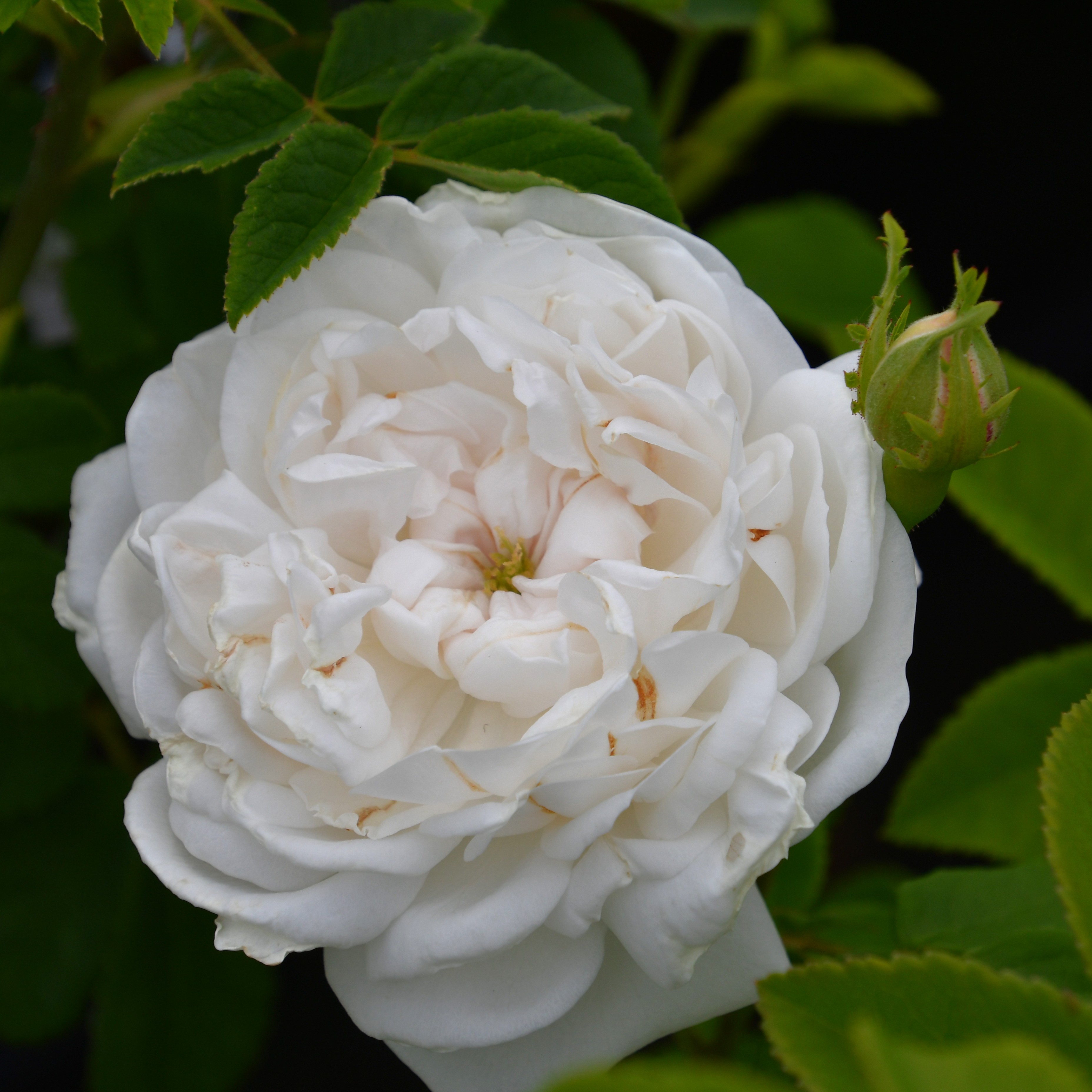 Mme Plantier