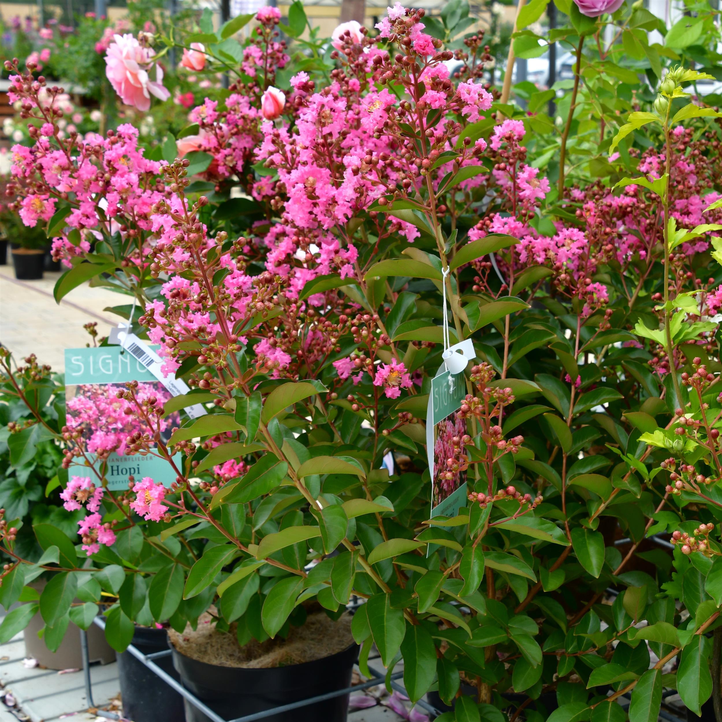 Lagerstroemia First Editions® 'Hopi