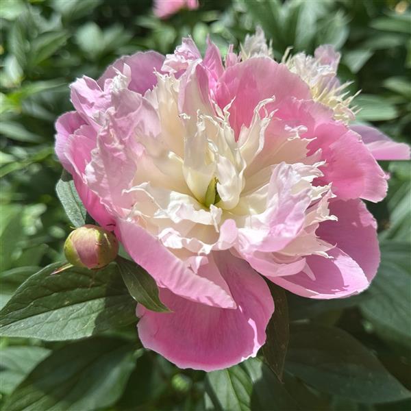 Paeonia lactiflora Bowl of Beauty 2L