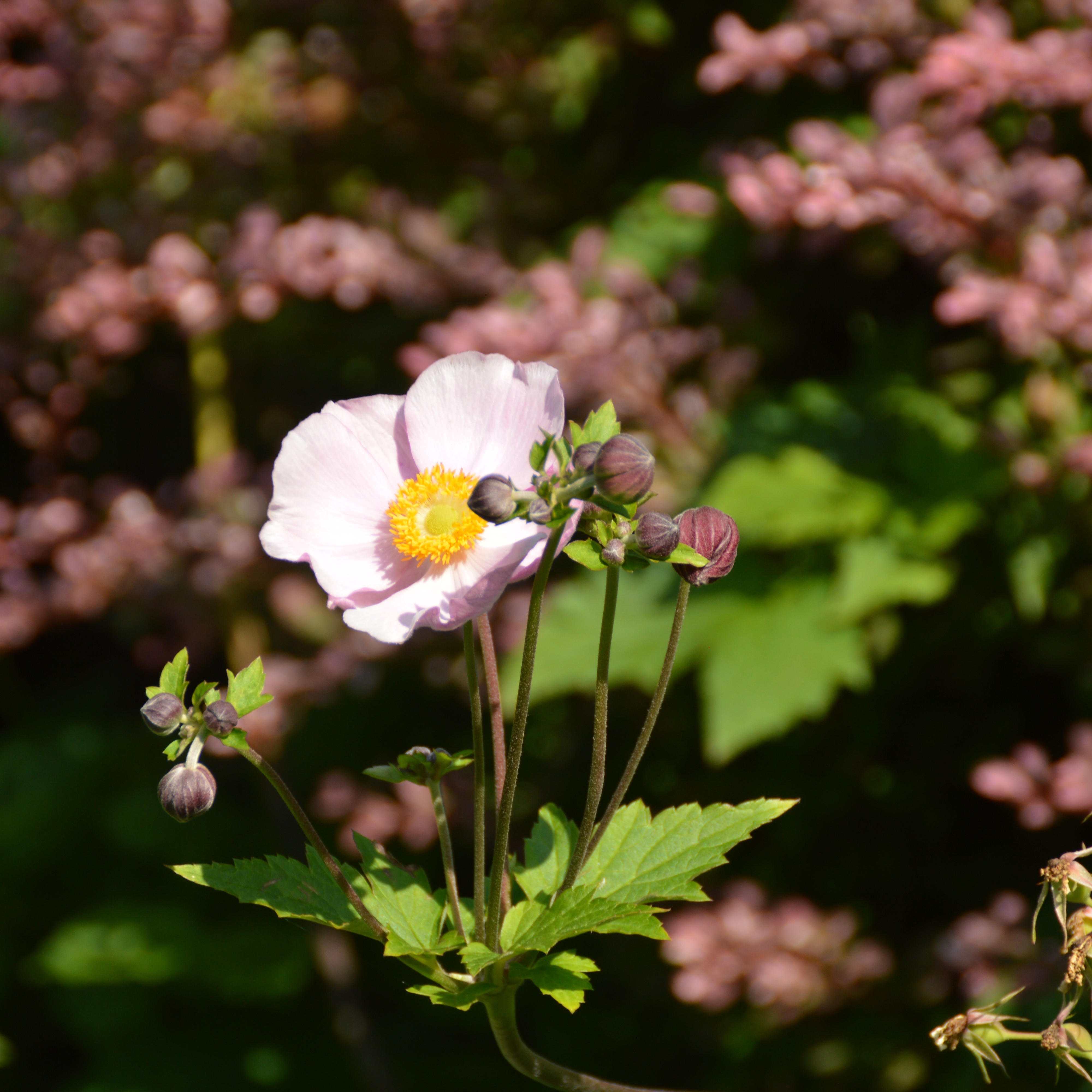 Anemone tomentosa 'Serenade'