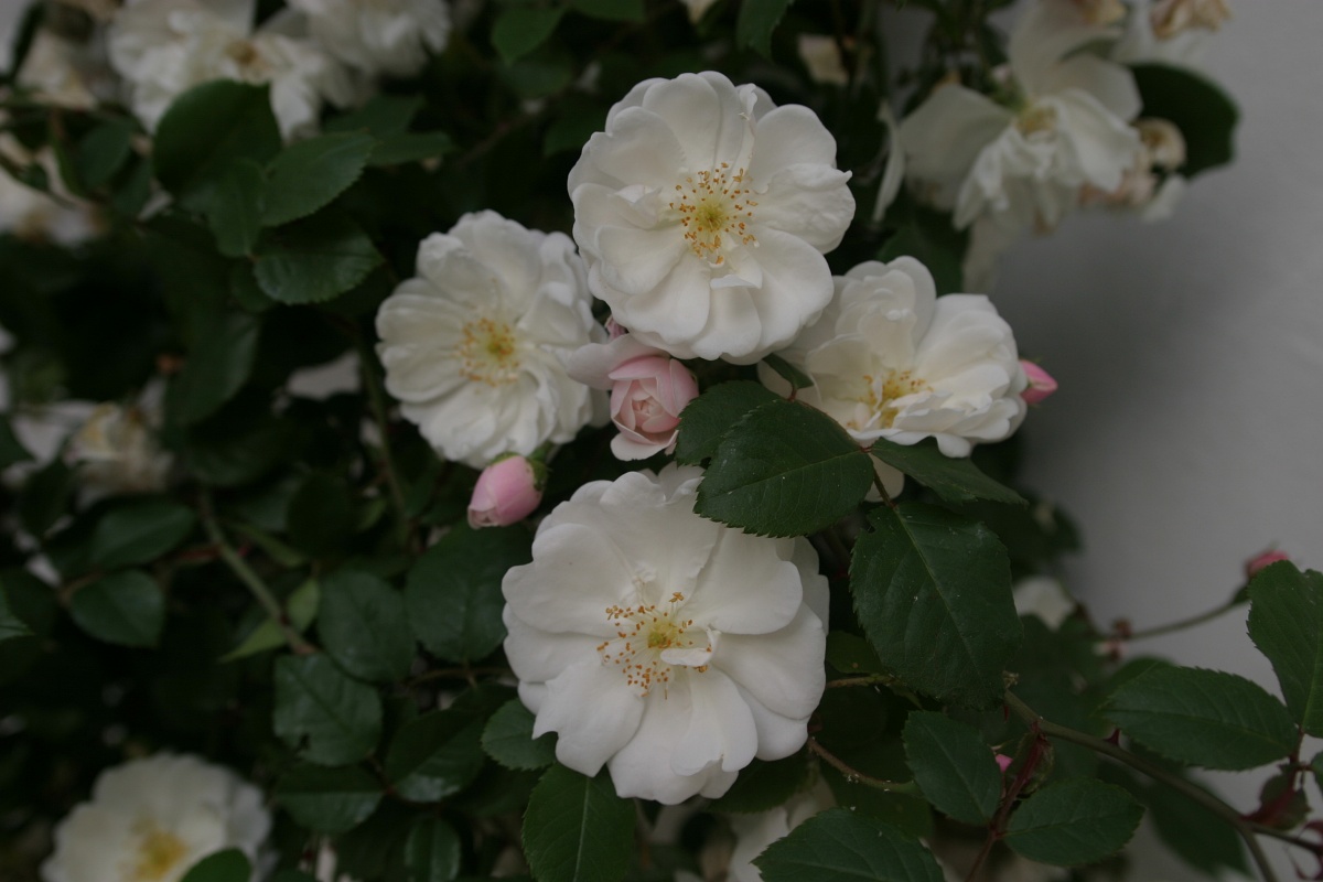 Adelaide d´Orleans