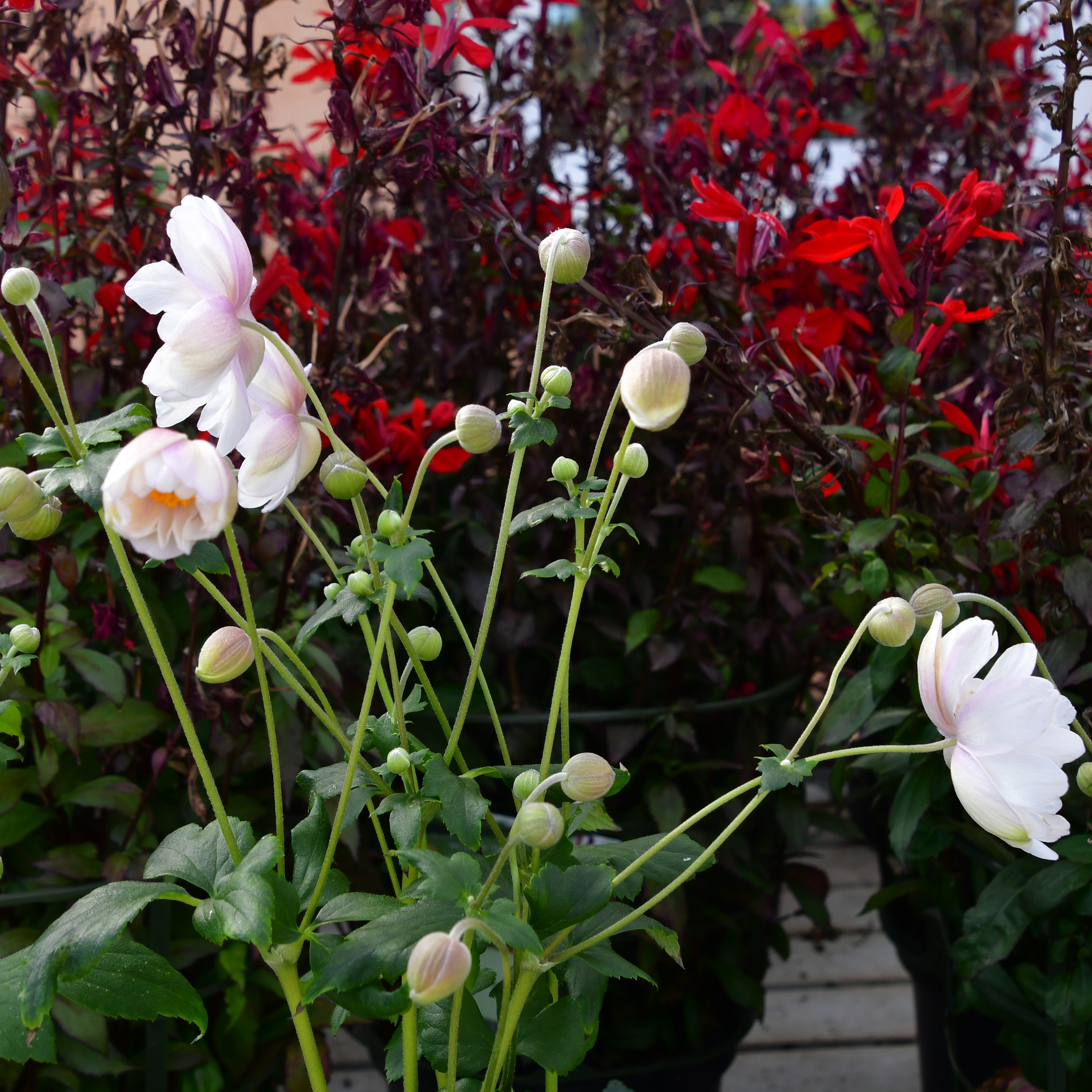 Anemone hupeh. Fantasy 'Rapunzel'  2L