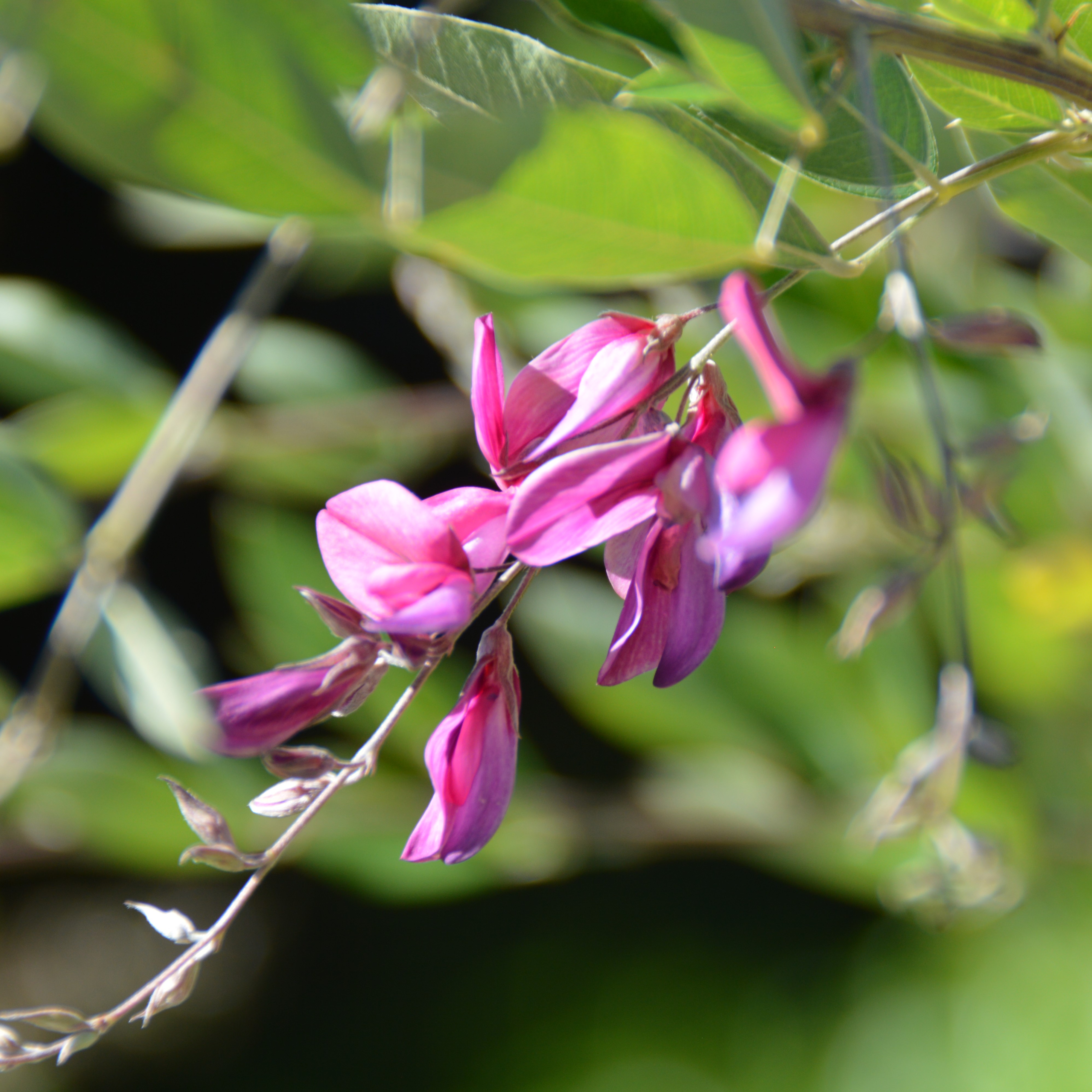 Lespedeza thunbergii