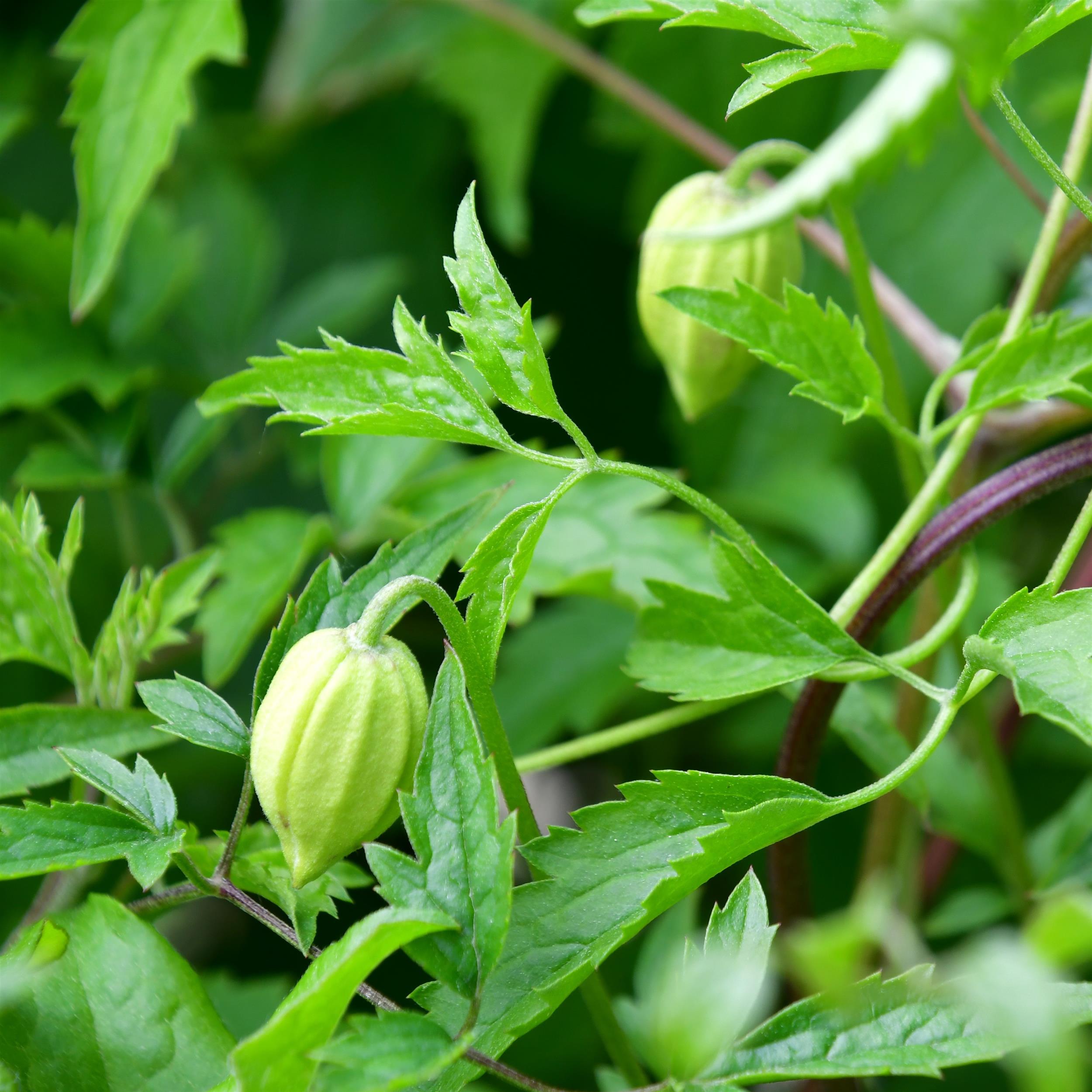 Clematis tangutica 'Anita'