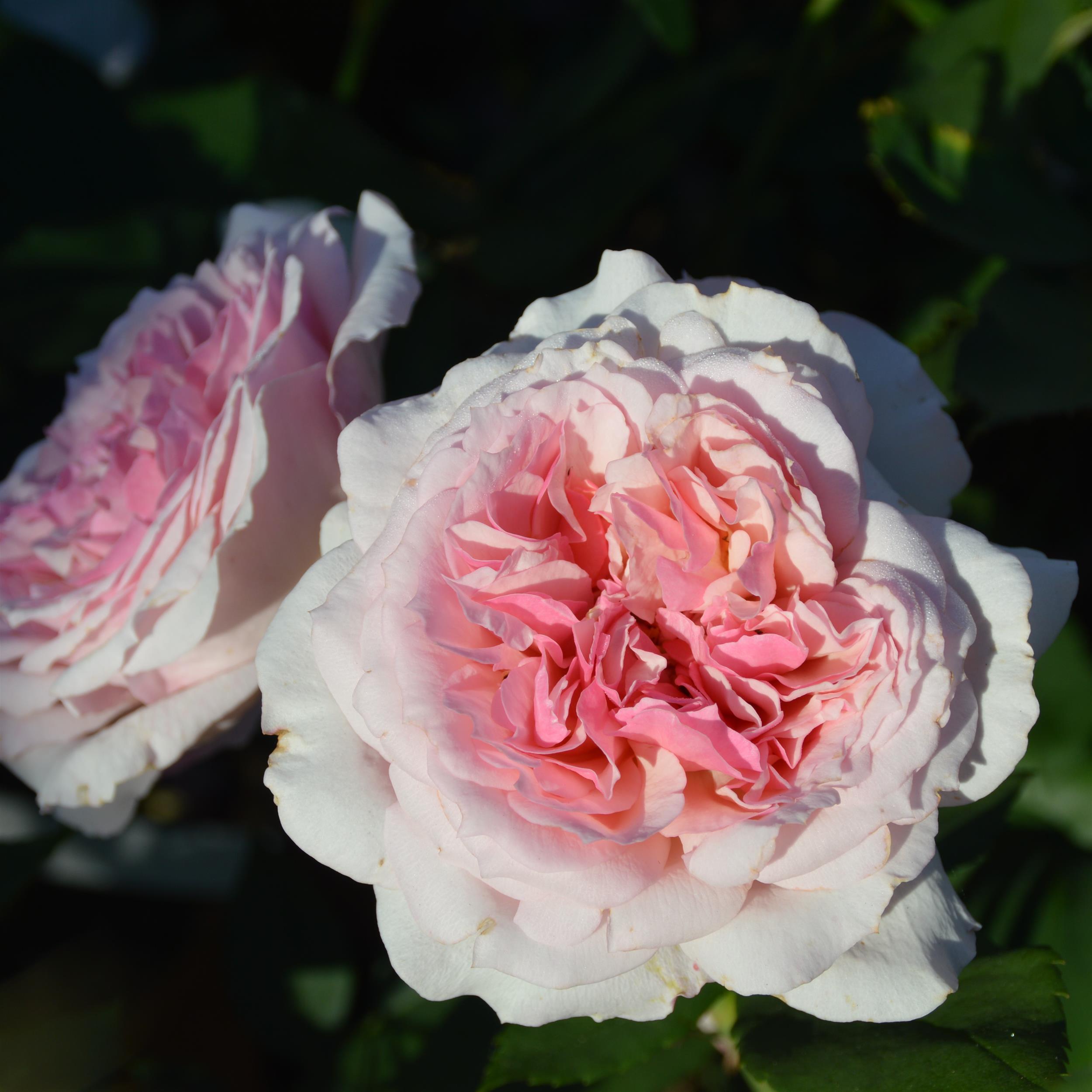 Georgette´s Lace