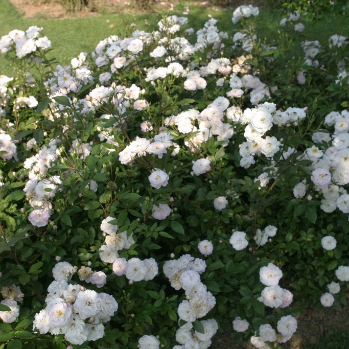 Dainty White - Stammrose 90 cm