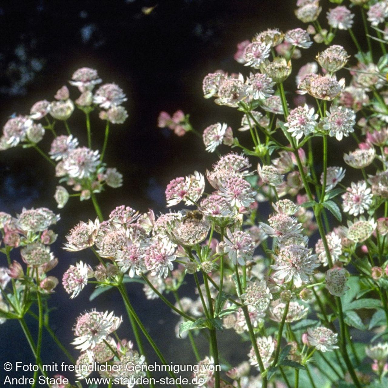 Astrantia major 0,5L