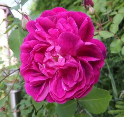 Futtacker Schlingrose