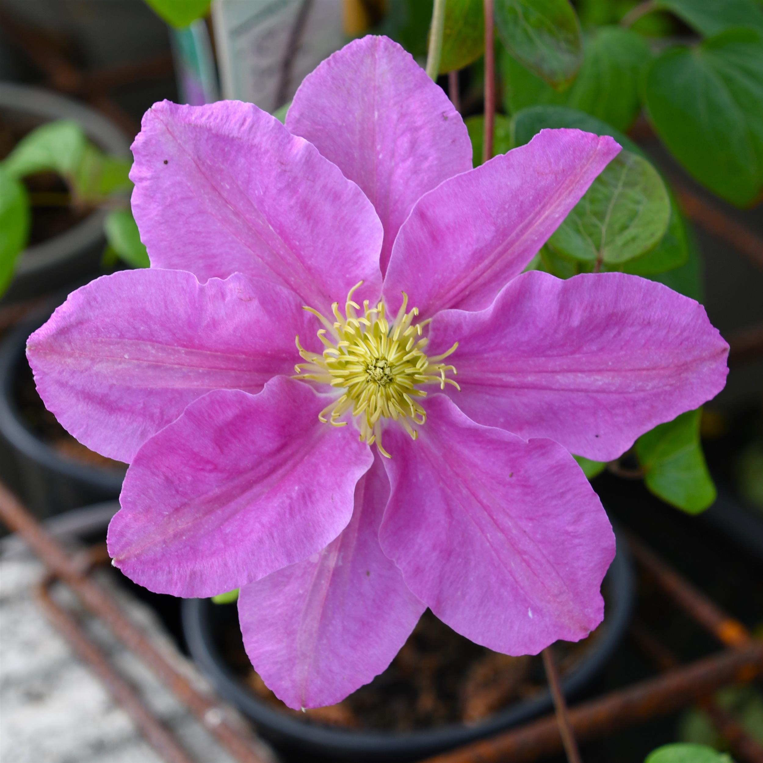 Clematis ´Hanaguruma`